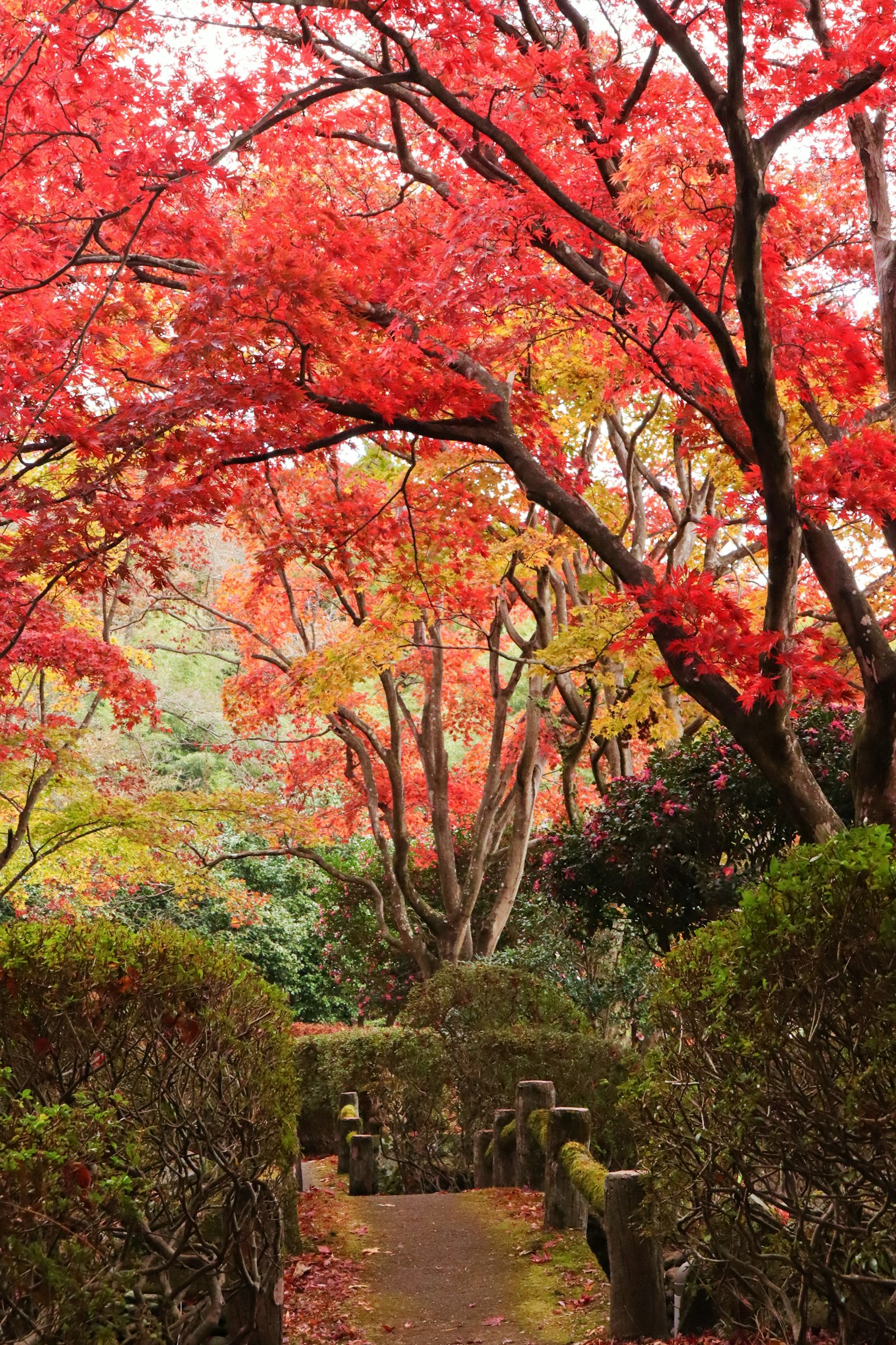 Beau chemin entouré de feuillage d'automne vibrant