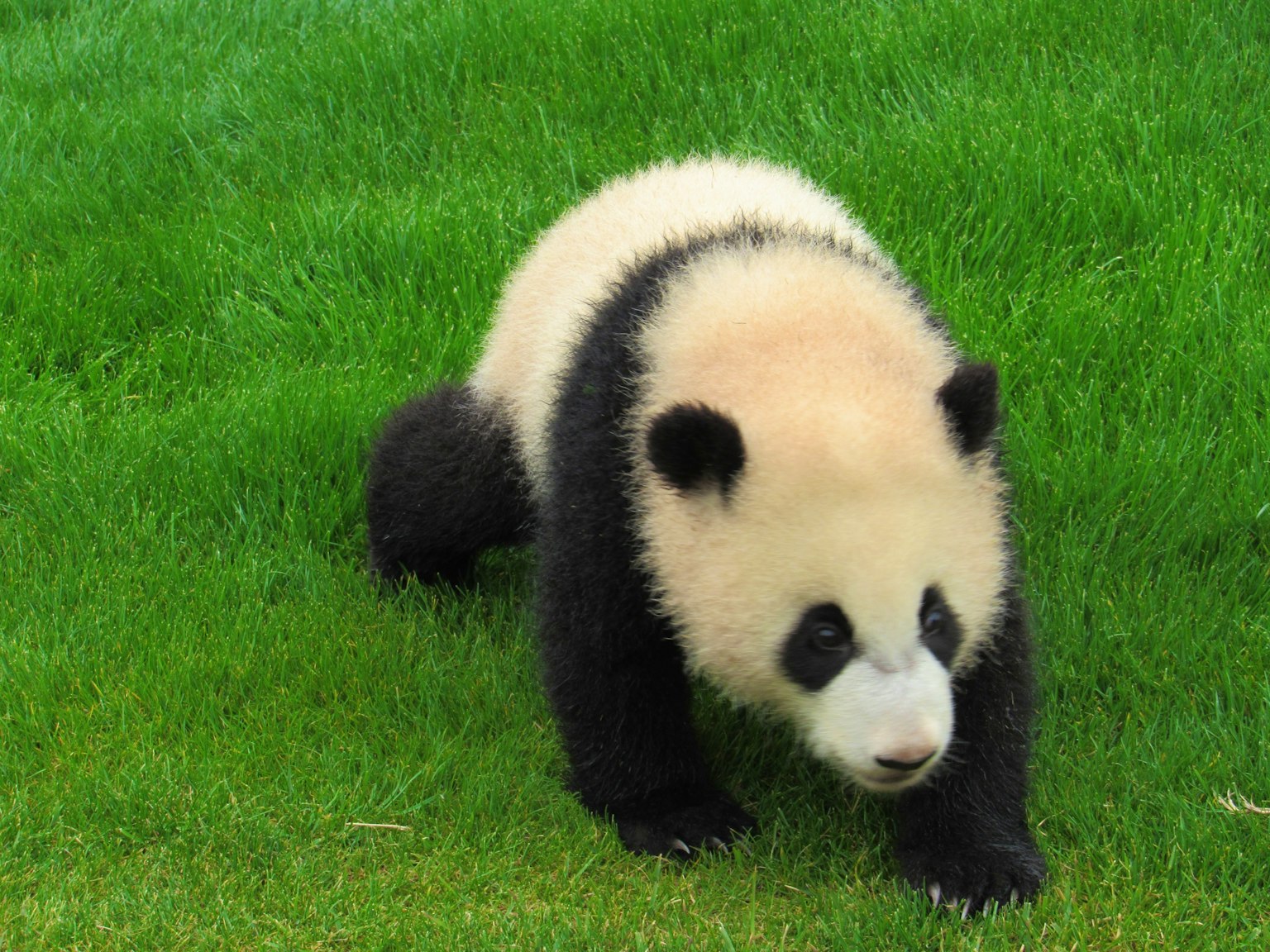 Giant panda cub walking on green grass