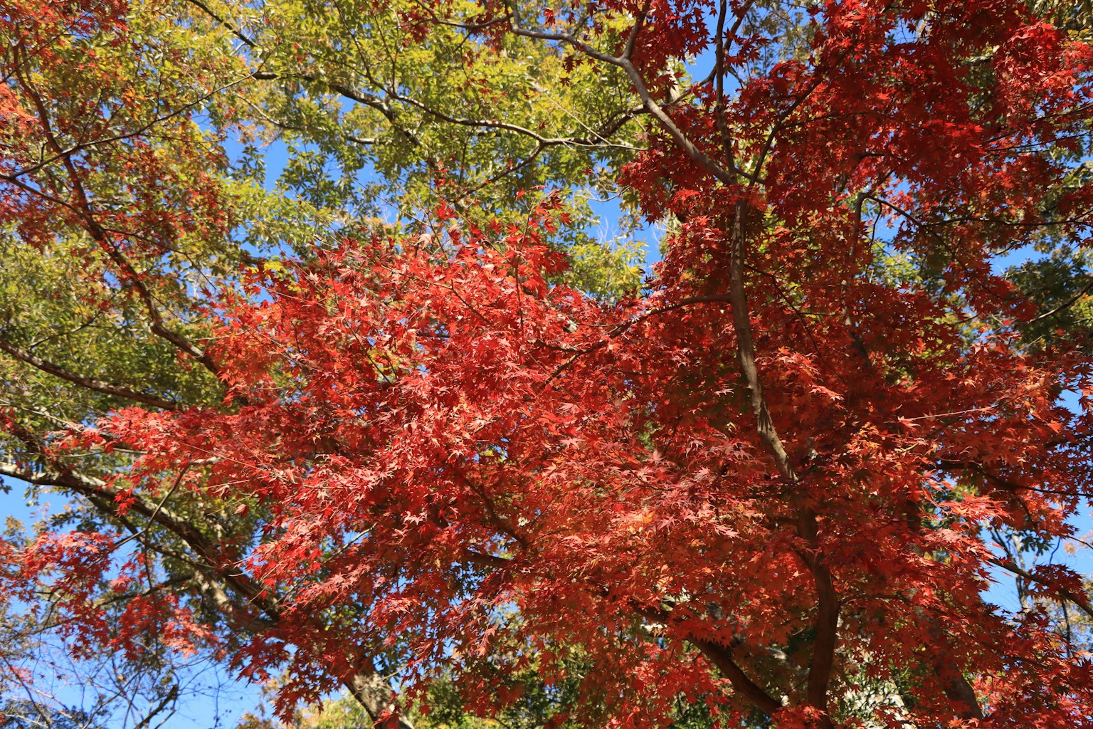 Autumn foliage with vibrant red and green leaves against a blue sky