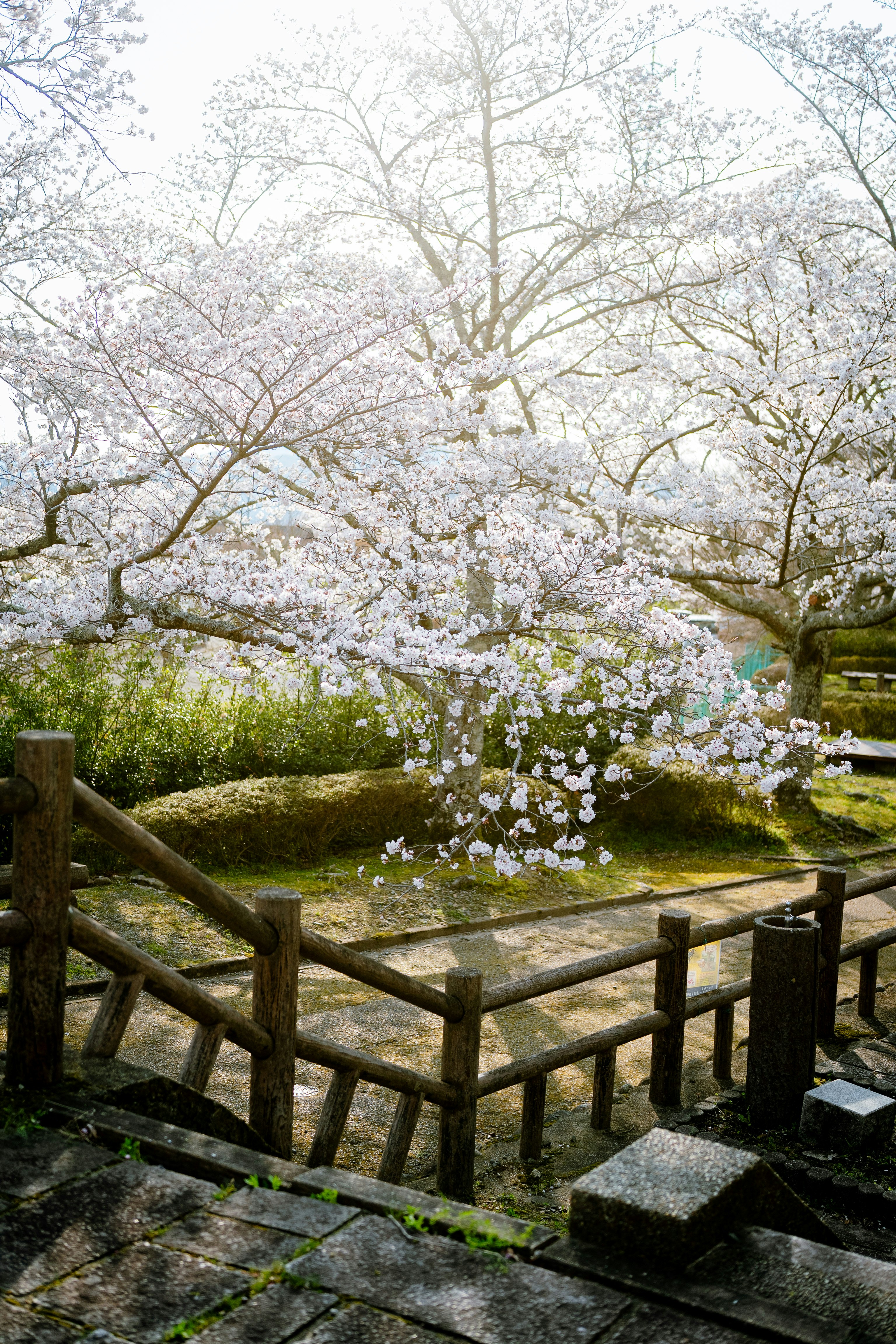 桜の花が咲く庭園の木製柵と石畳の小道