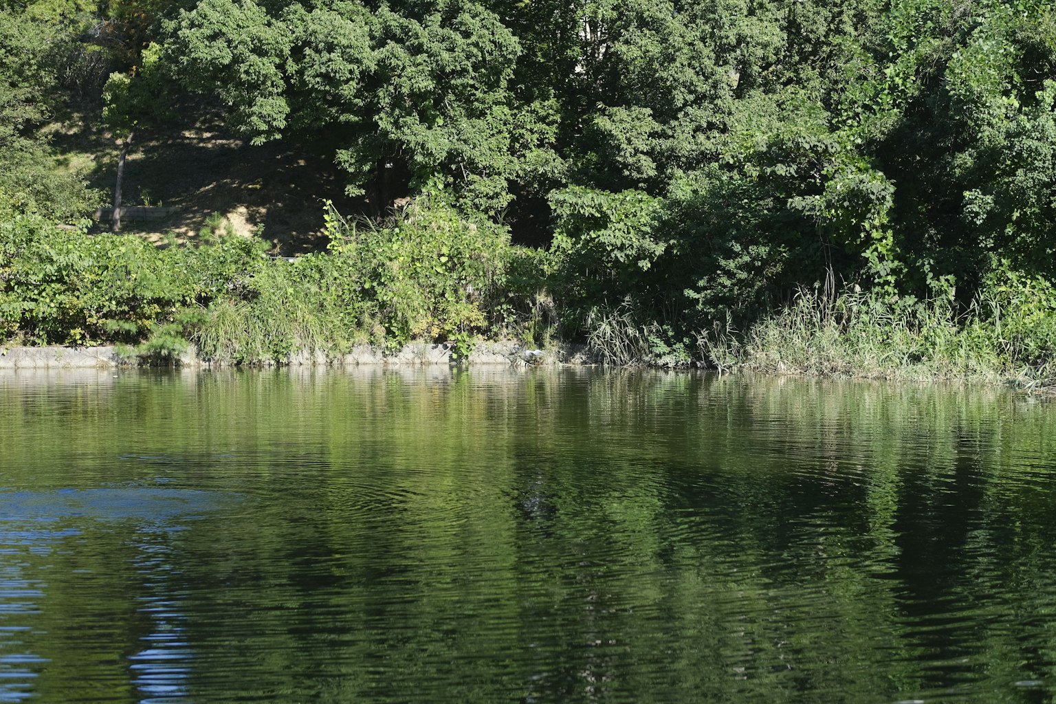 Serene lake view with lush greenery reflected on the water surface