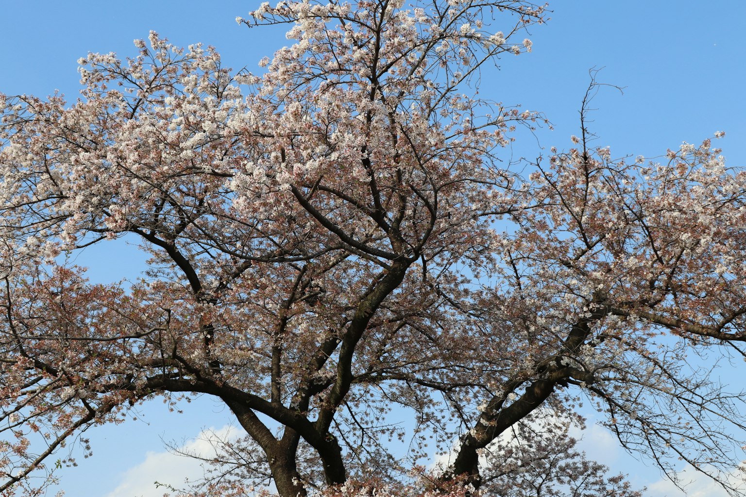 Árbol de cerezo en plena floración bajo un cielo azul
