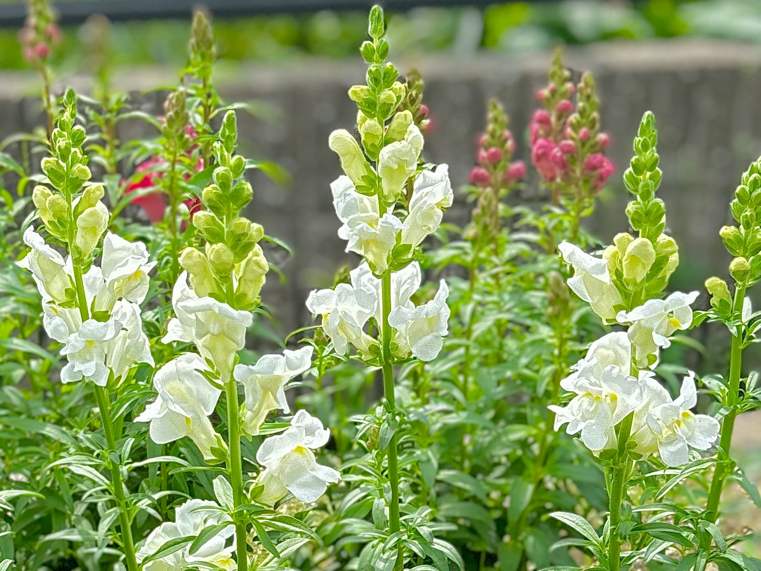 White snapdragon flowers with green leaves in a garden