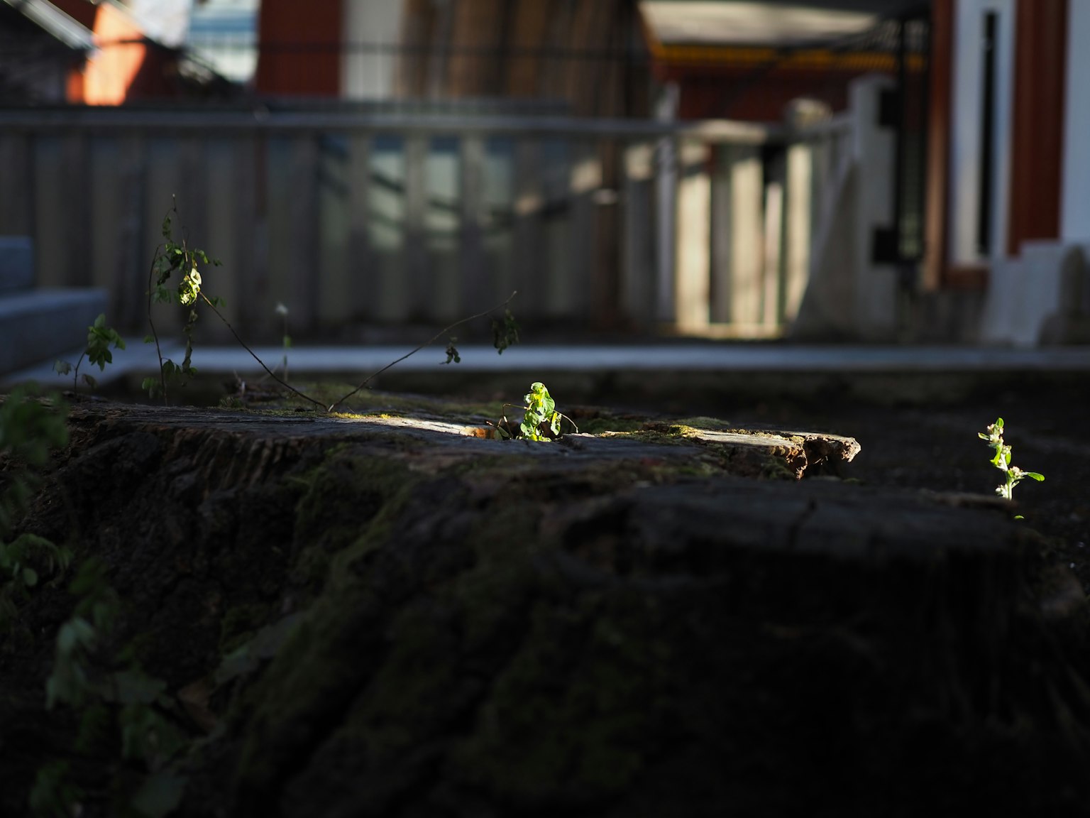 Feuilles vertes germant sur une souche d'arbre avec des bâtiments flous en arrière-plan