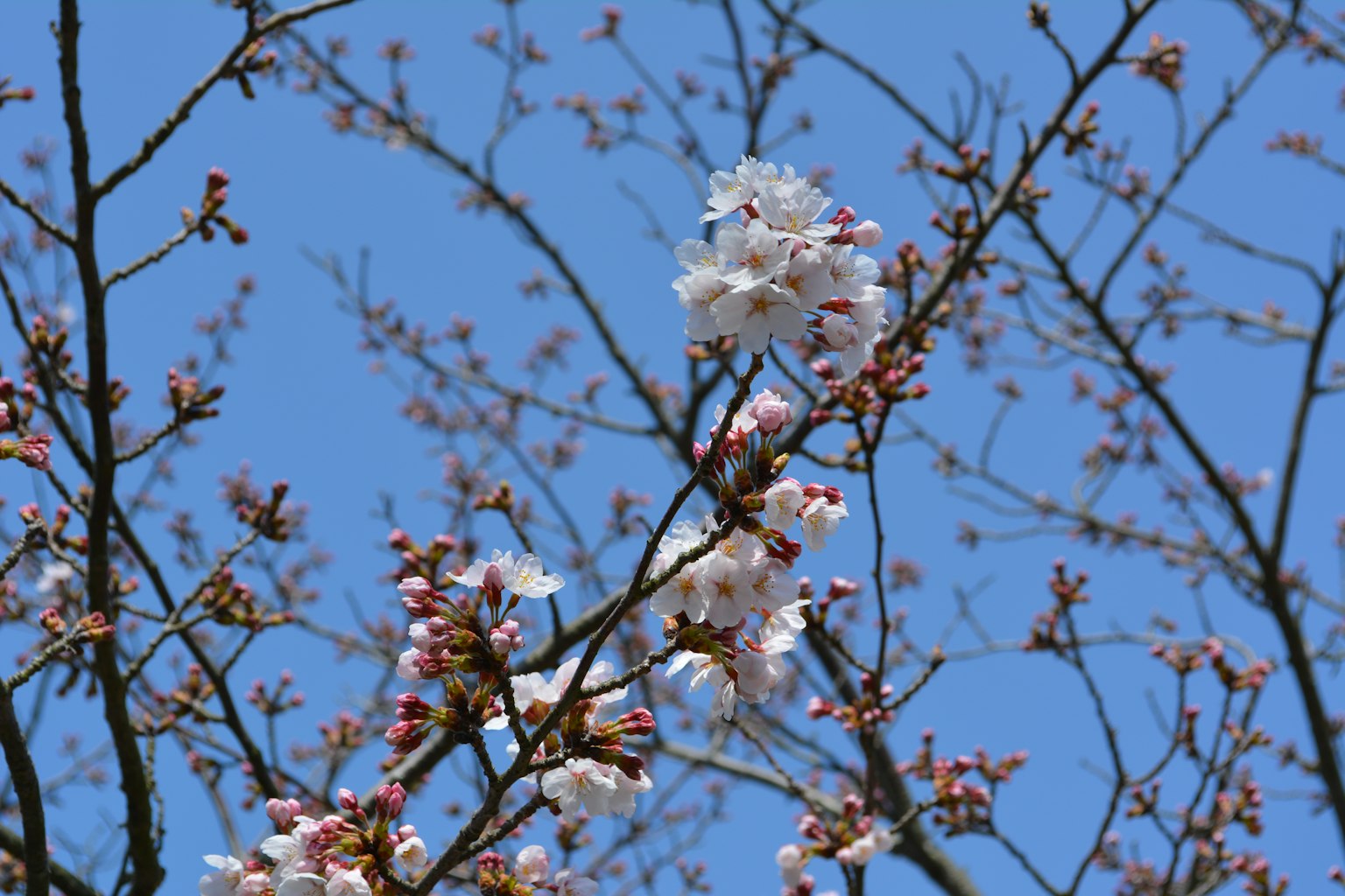藍天背景下櫻花的粉色花蕾和白色花朵
