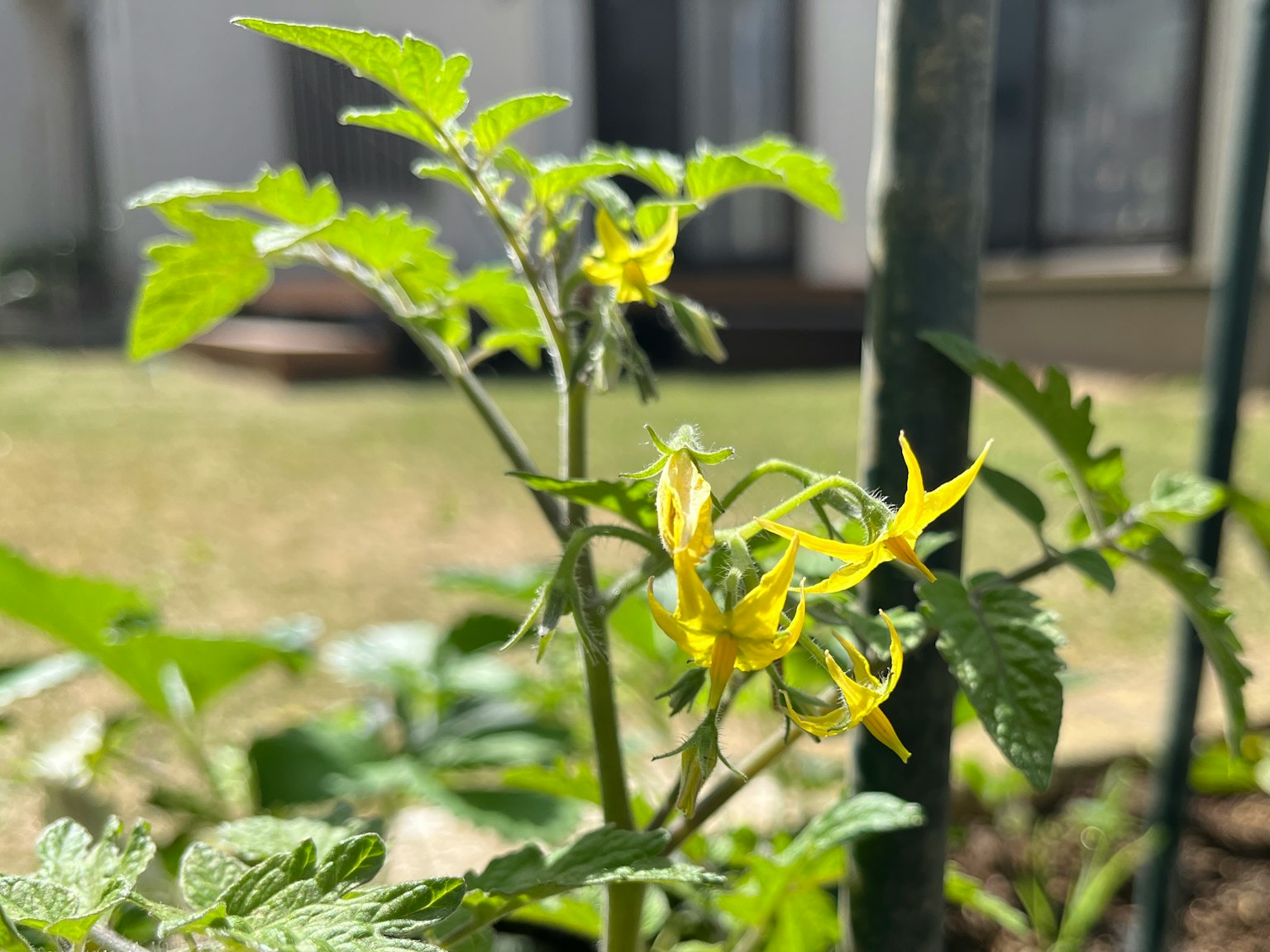 Primo piano di fiori e foglie di pomodoro che crescono in un giardino
