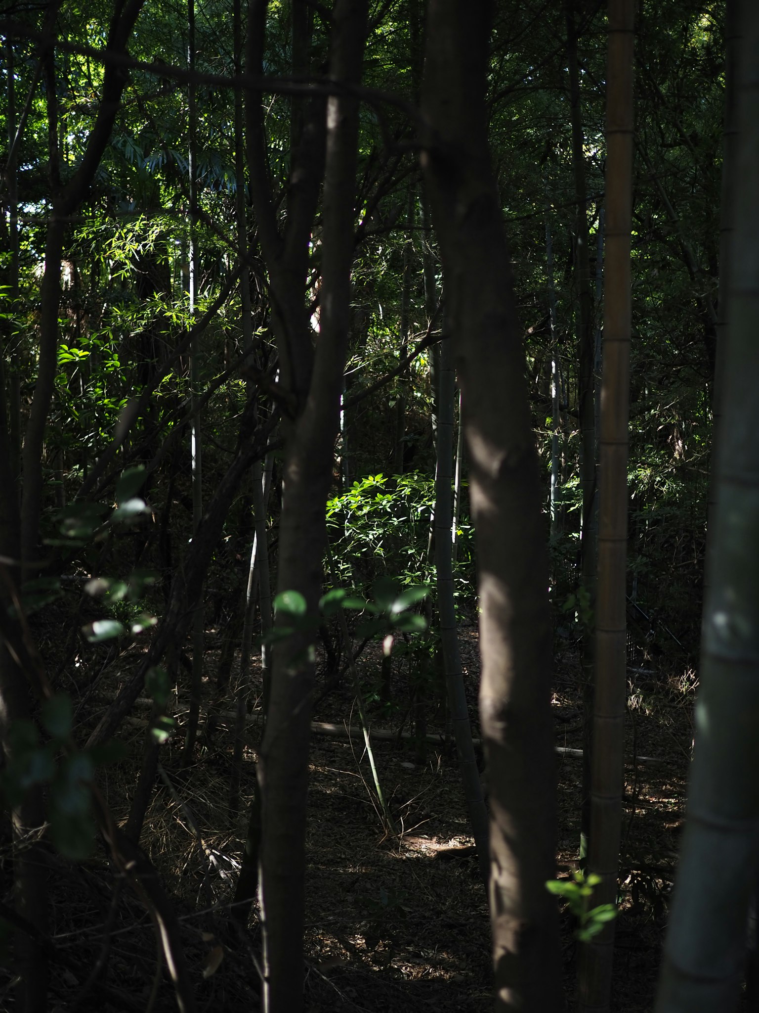 Sombras de árboles y hojas verdes en un bosque oscuro