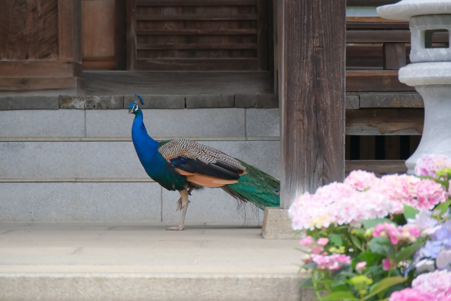 一隻美麗的孔雀站在寺廟階梯前