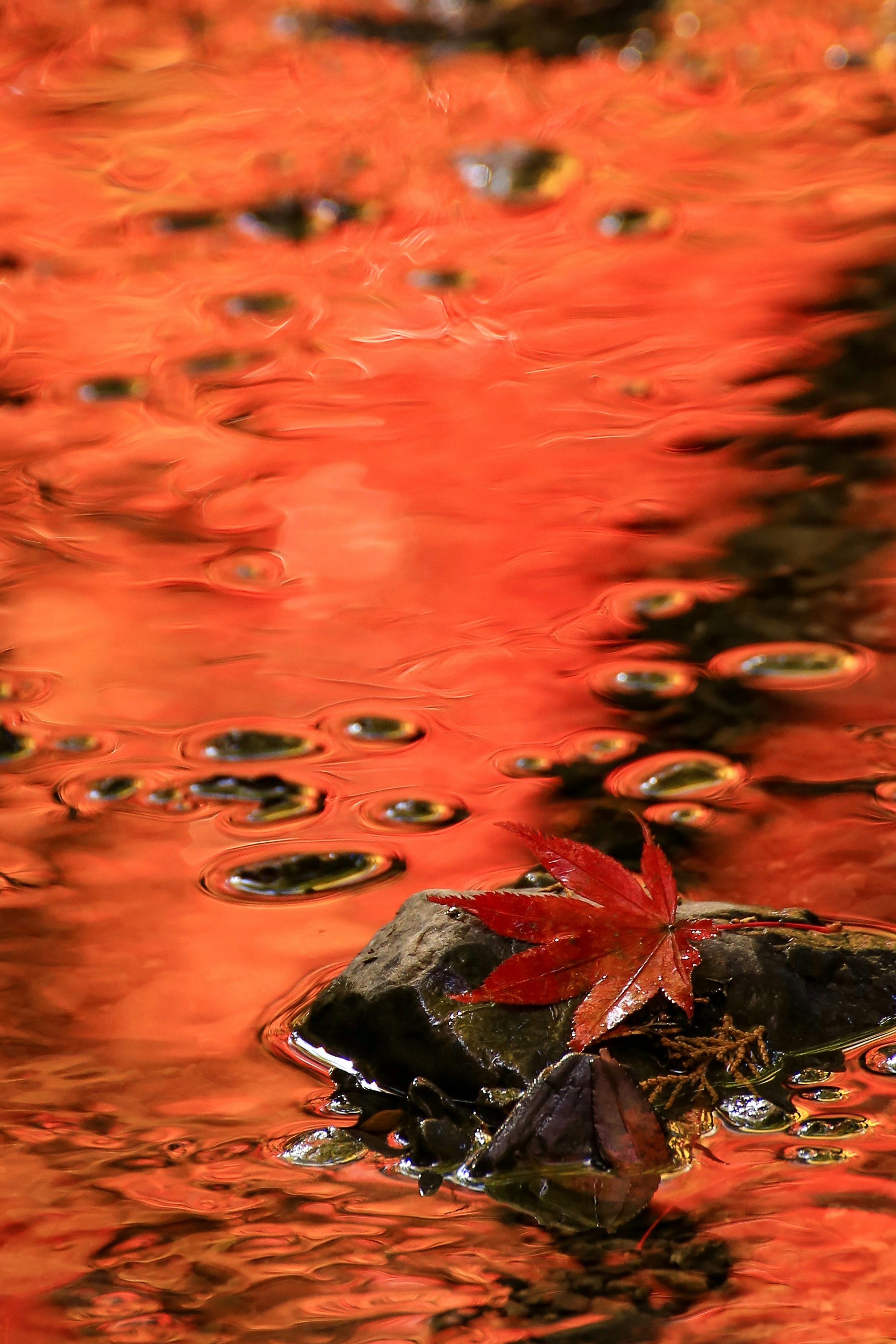 小川に溶け込む秋の紅葉と水面の赤い彩り