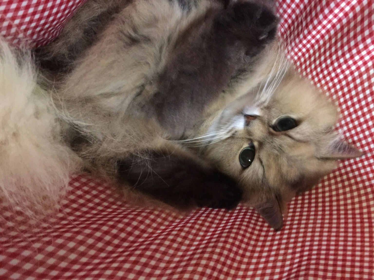 Gato esponjoso tumbado sobre una tela de cuadros rojos