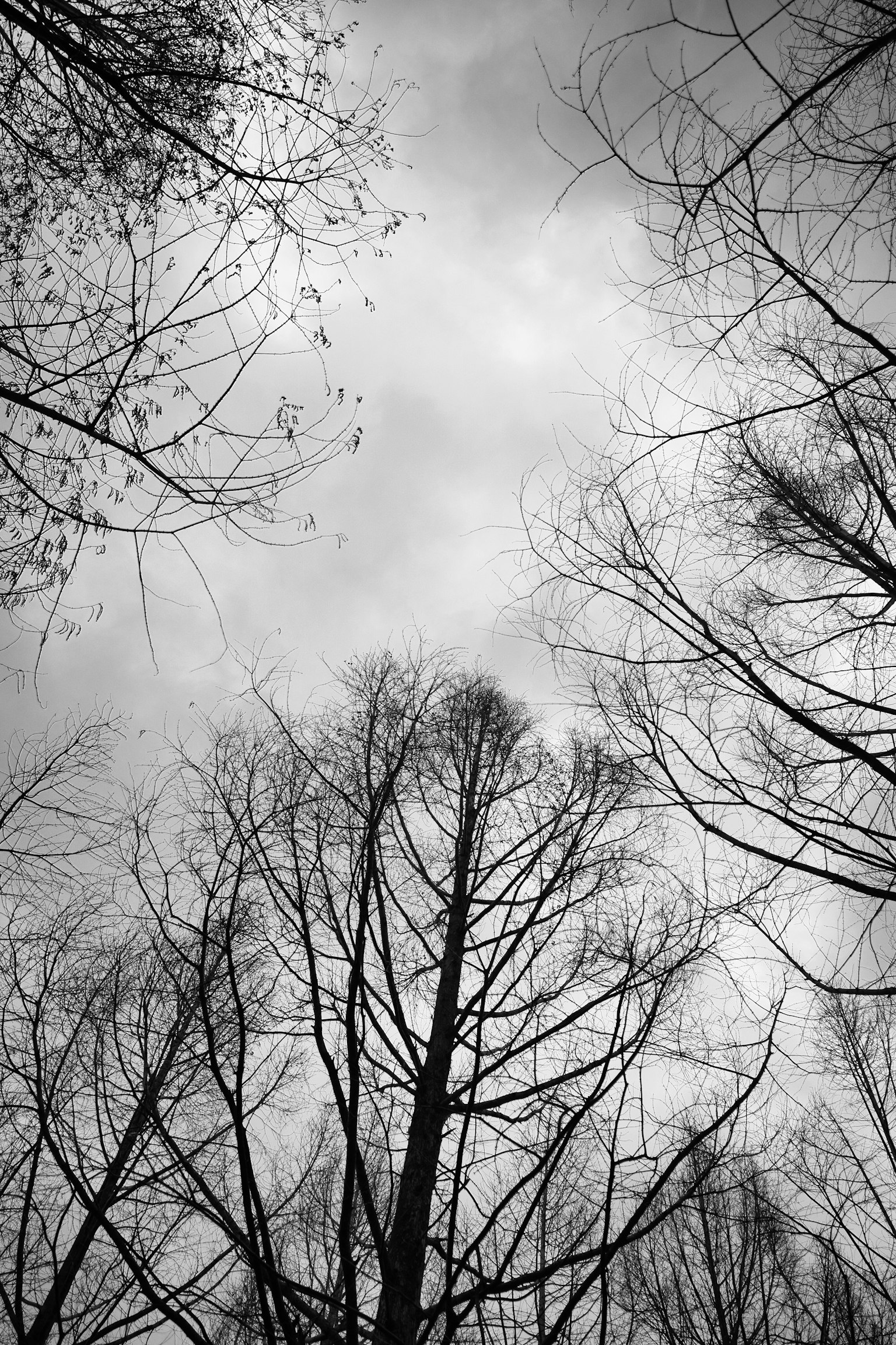 Vista de árboles desnudos y cielo gris en invierno