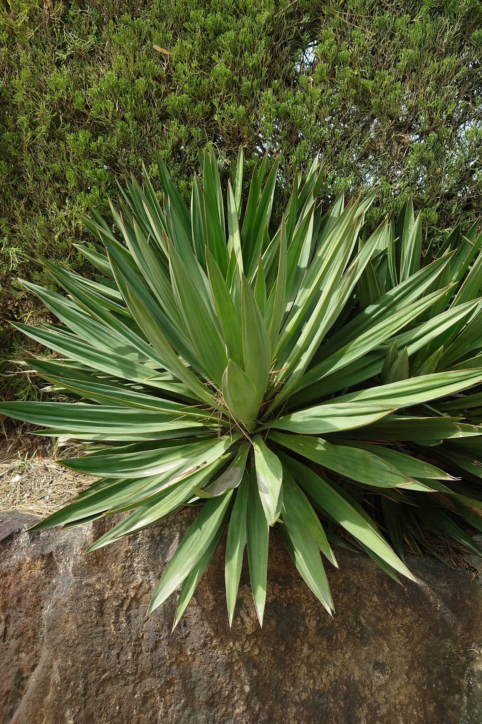 A cluster of spiky succulent plants on a rock