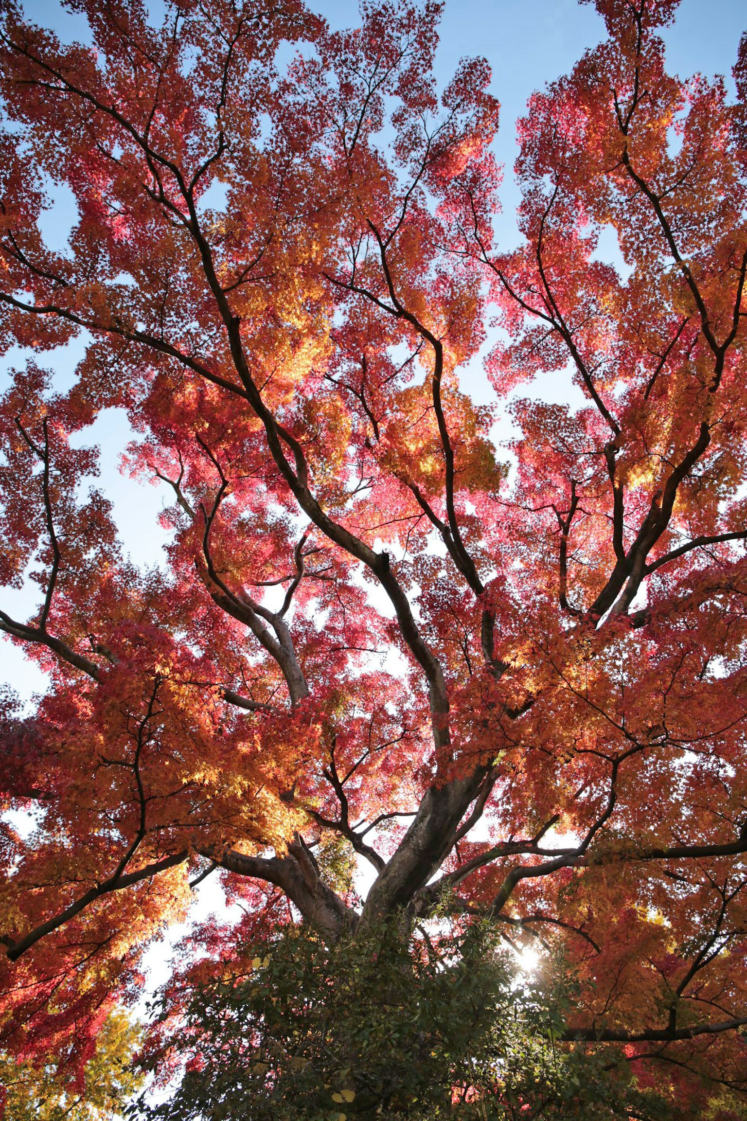 Blick auf einen Herbstbaum mit leuchtend roten und orangefarbenen Blättern