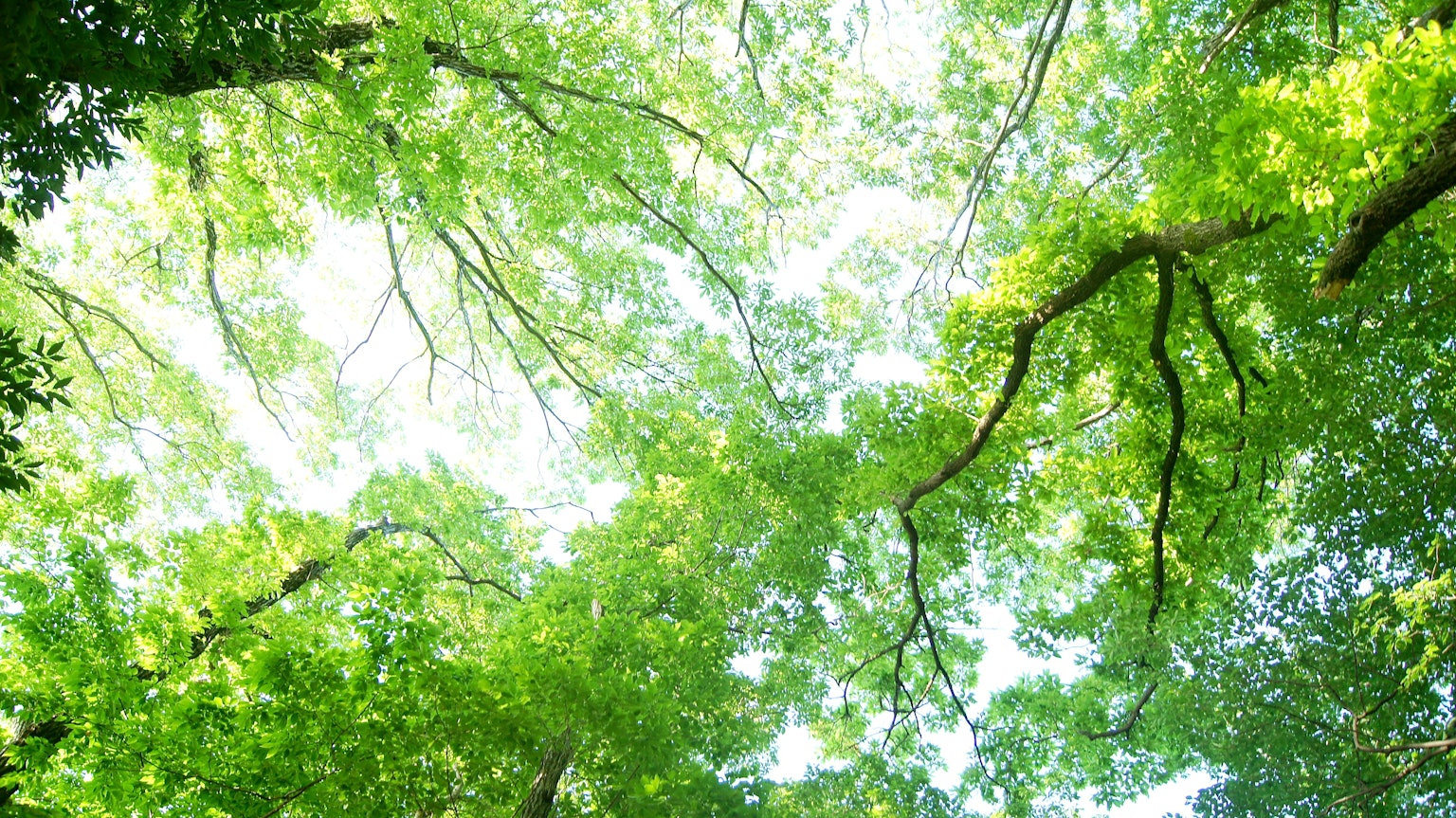 Pemandangan kanopi hutan dengan pohon hijau yang subur