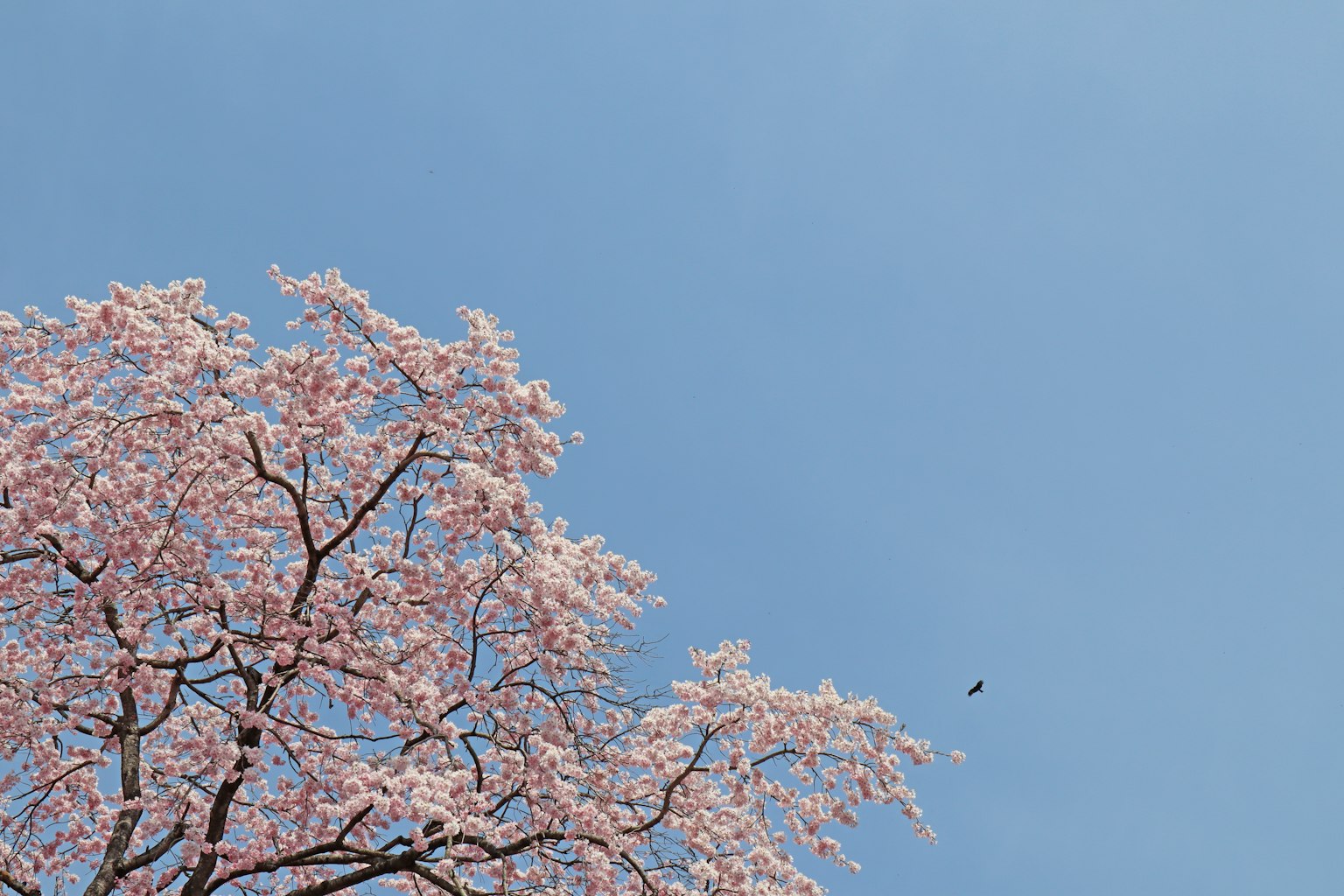 Árbol de cerezo en plena floración bajo un cielo azul
