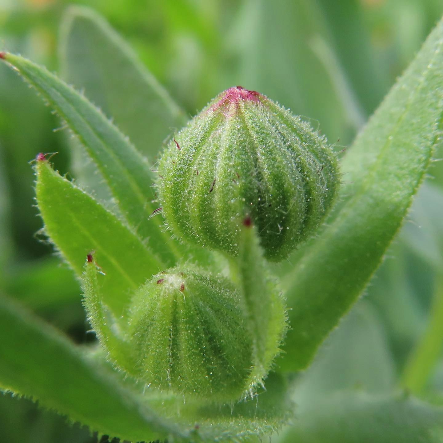 macro image of a bud wrapped in leaves