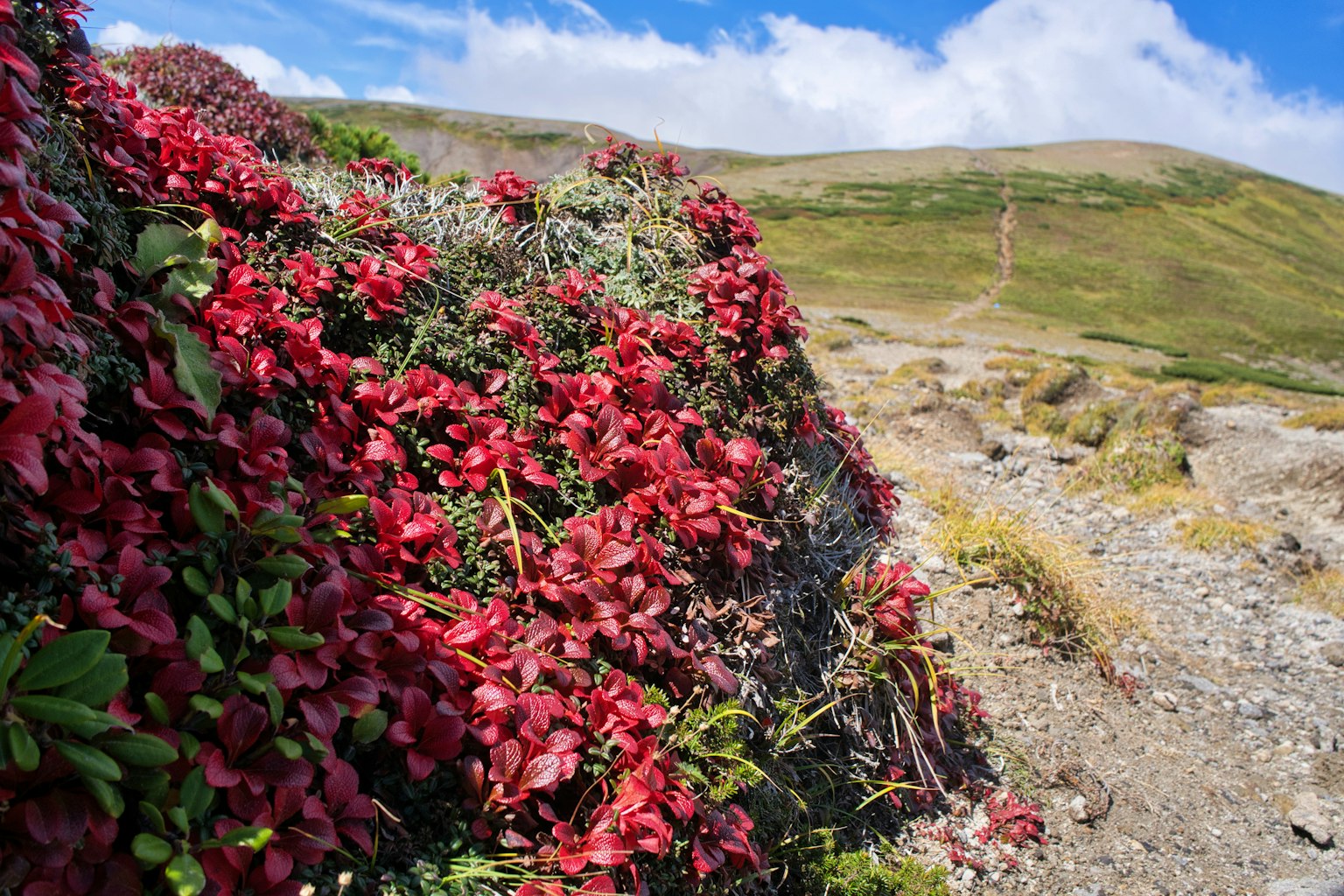 Fiori rossi vivaci su una collina verde