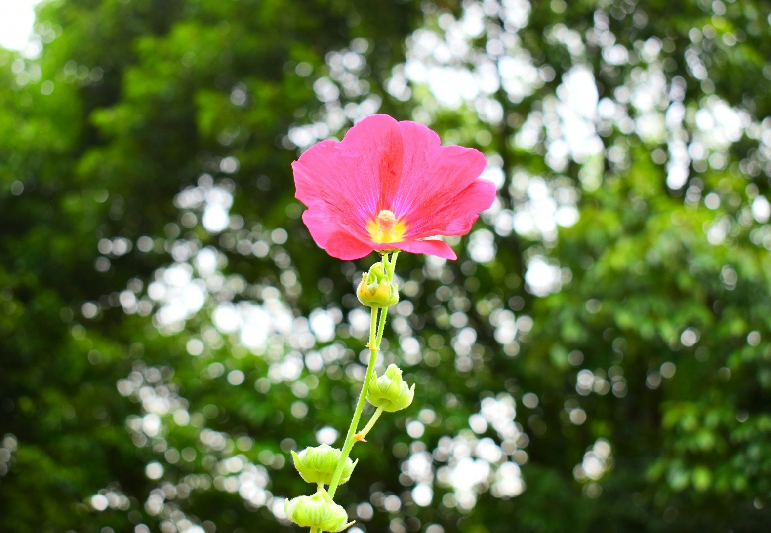 タチアオイの花とつぼみのクローズアップ
