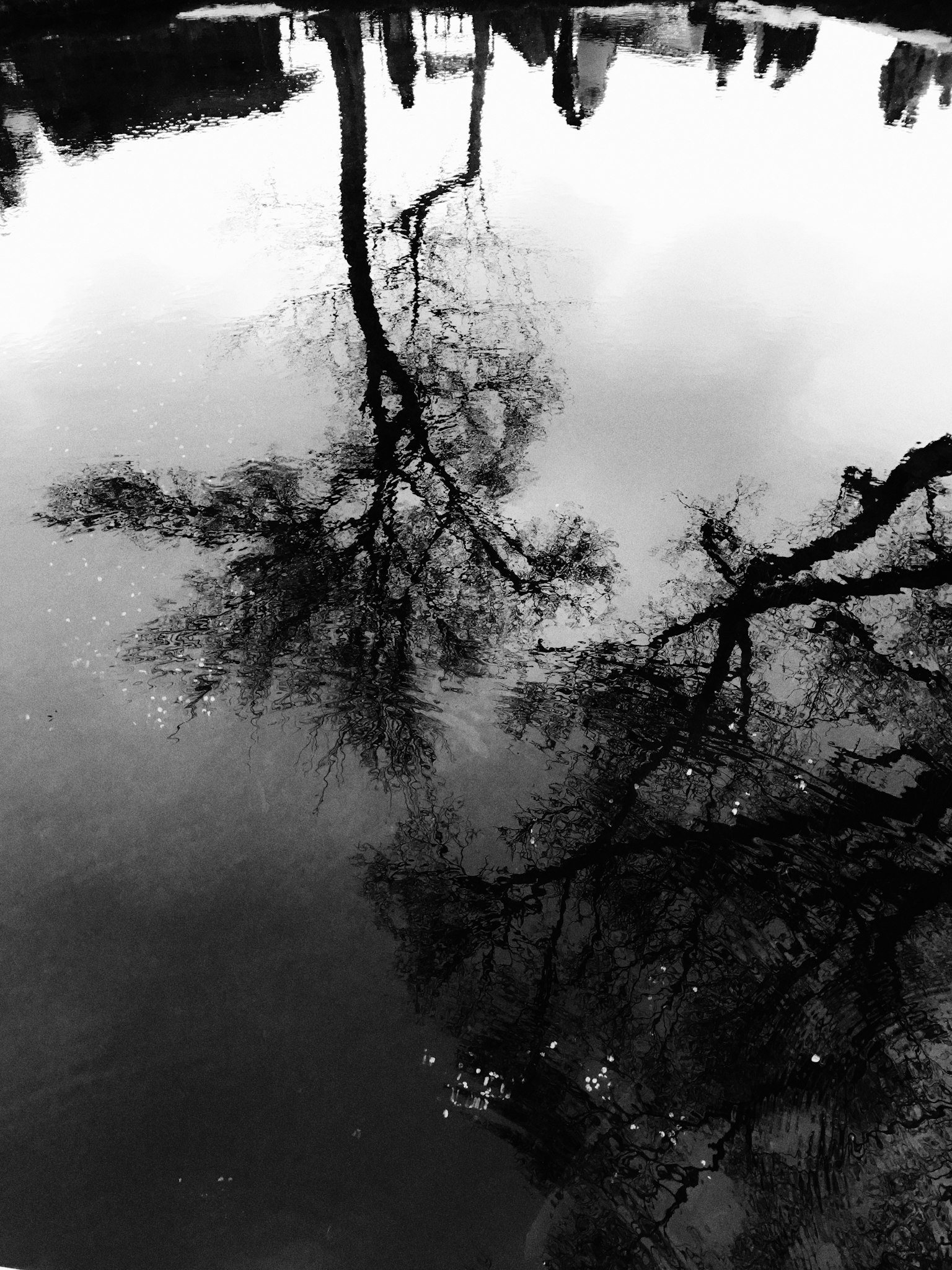 เงาของต้นไม้สะท้อนบนผิวน้ำในสีขาวดำ