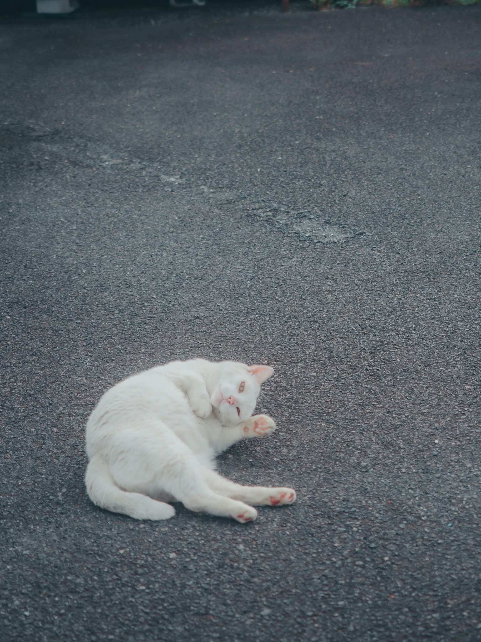 แมวขาวนอนอยู่บนพื้น
