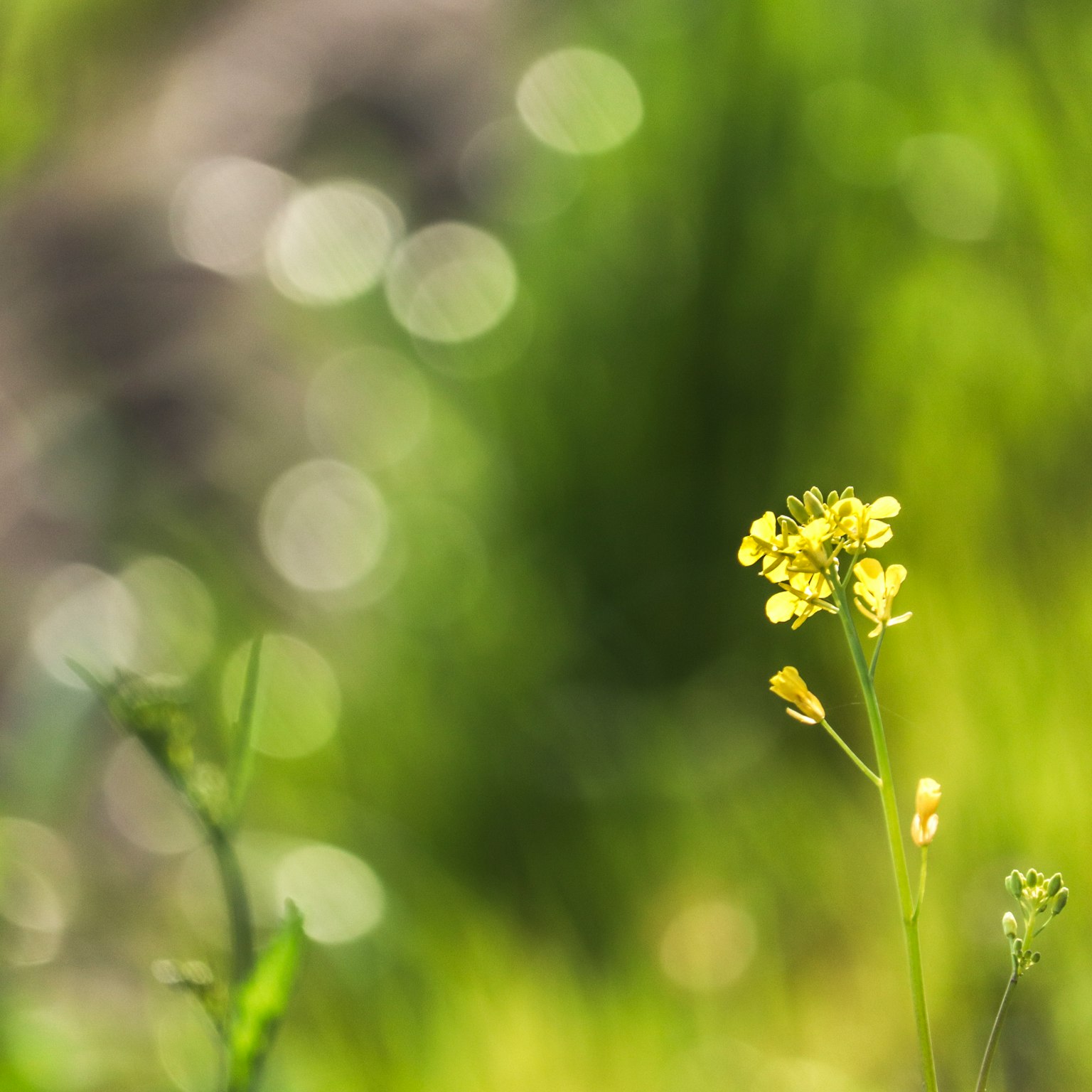A blurred image featuring a yellow flower against a green background