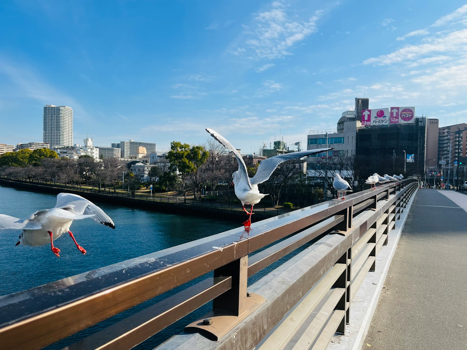 海鸥栖息在栏杆上，蓝天和河流的景色