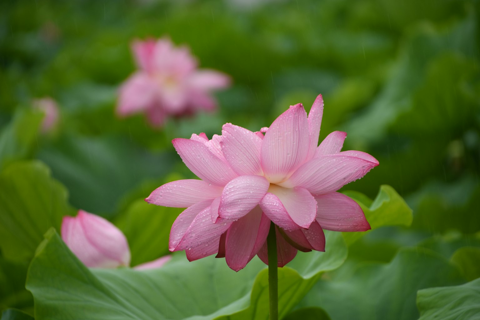 Fleur de lotus rose magnifique fleurissant au-dessus de feuilles vertes