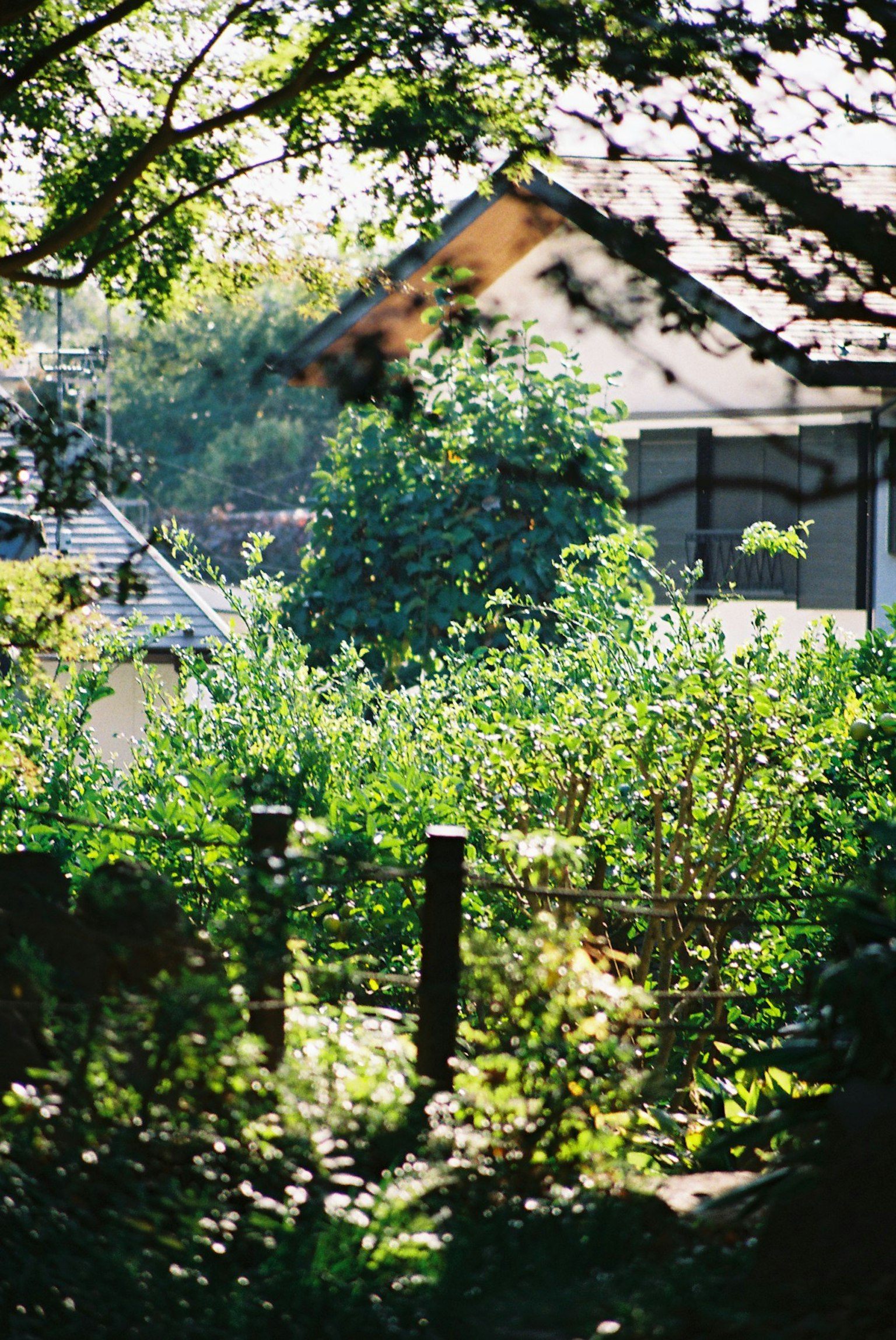 宁静的花园中郁郁葱葱的绿植和房屋的景色