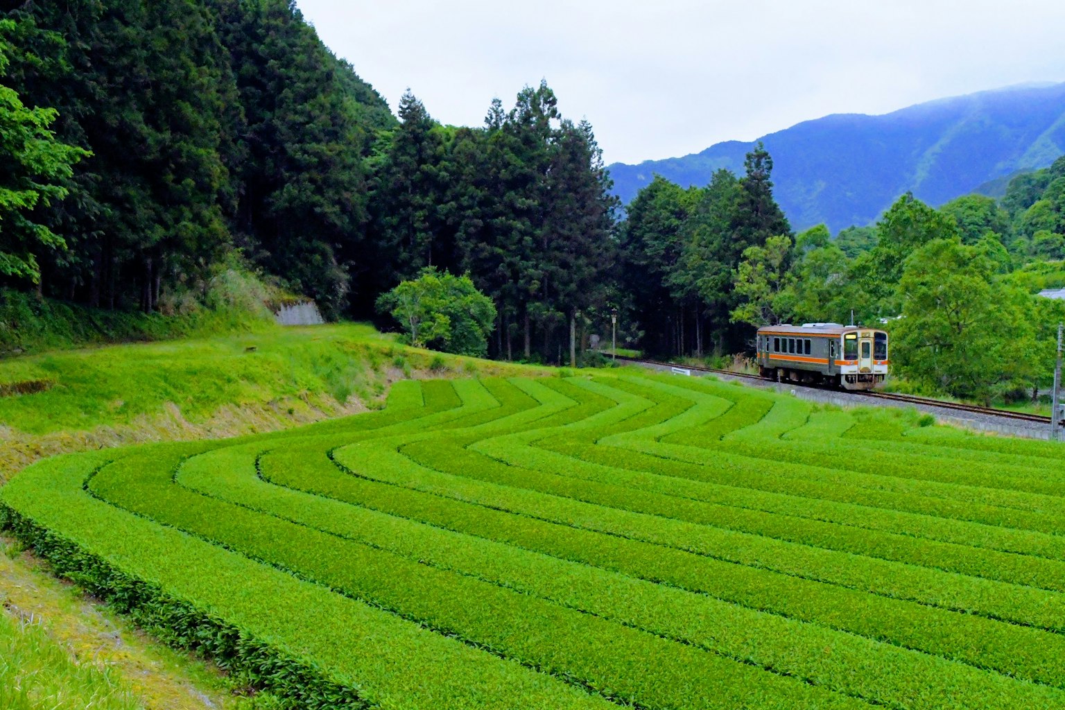 Pemandangan ladang teh hijau dengan kereta yang melintas
