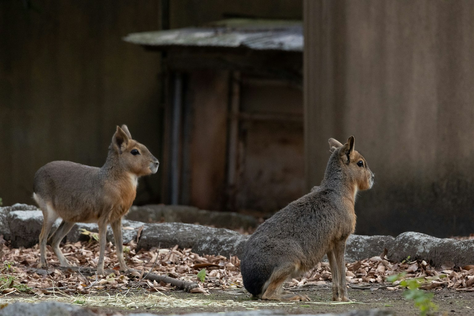 二匹の野生の動物が静かに立っている背景には朽ちた木材が見える