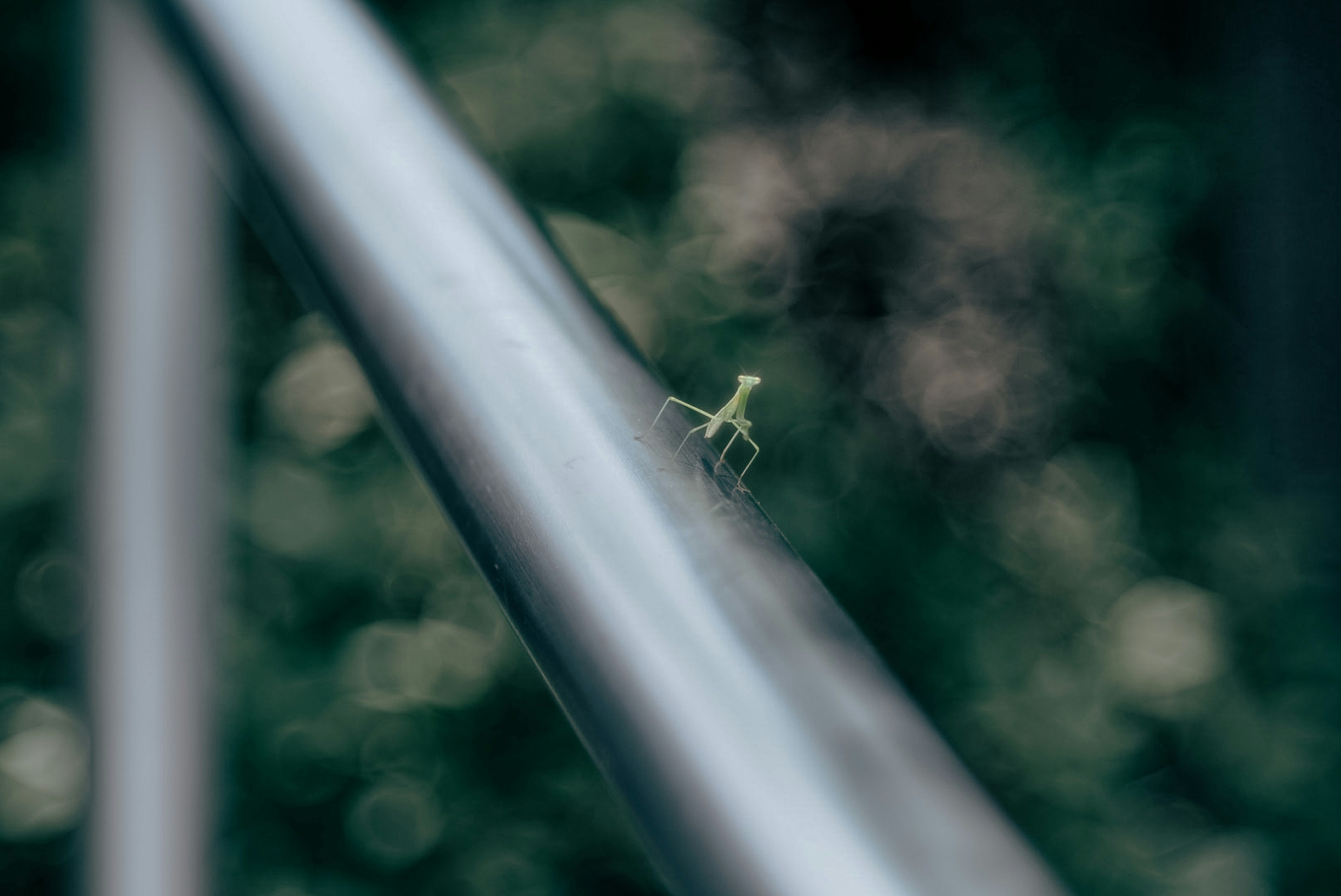 玉ボケの中のカマキリが柵にとまる道端