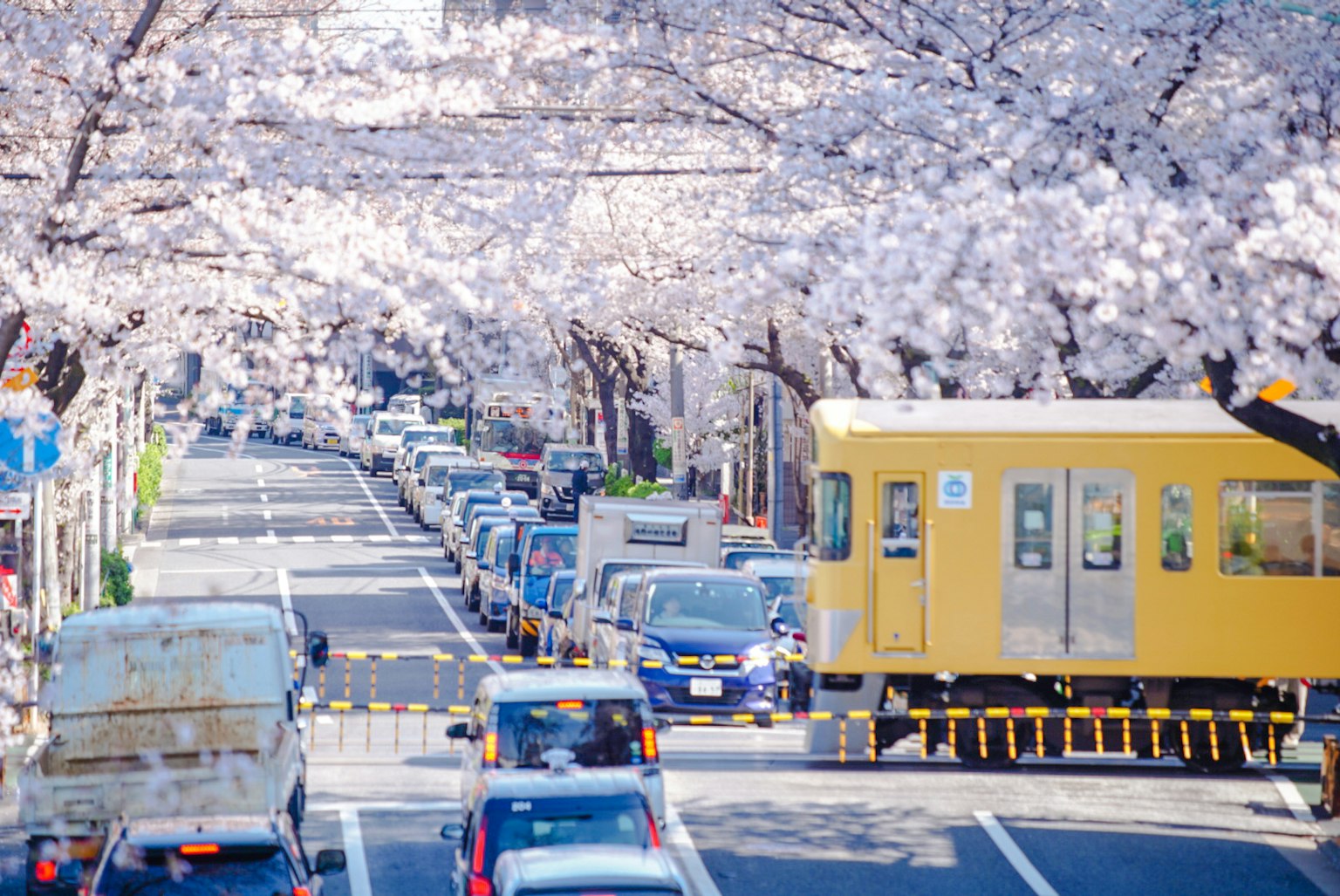 Strada fiancheggiata da alberi di ciliegio in fiore e un treno giallo che passa
