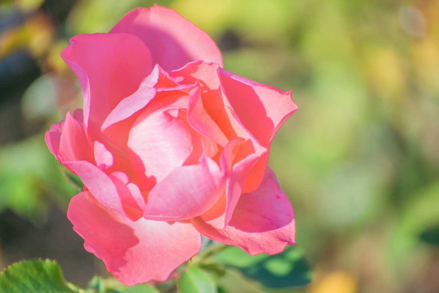 Sebuah bunga mawar pink cerah menonjol di latar belakang hijau