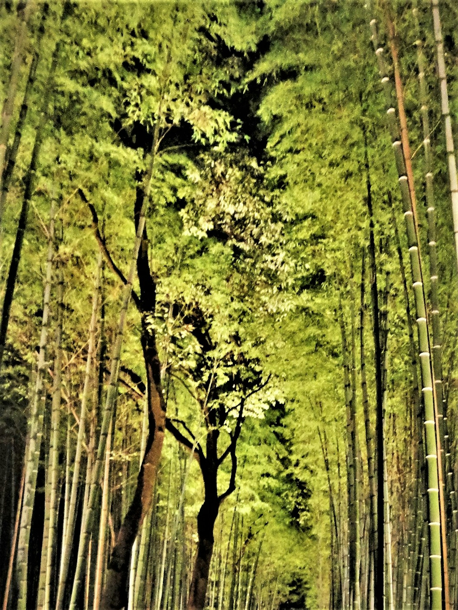 Alberi verdi lussureggianti in una foresta di bambù con cielo luminoso