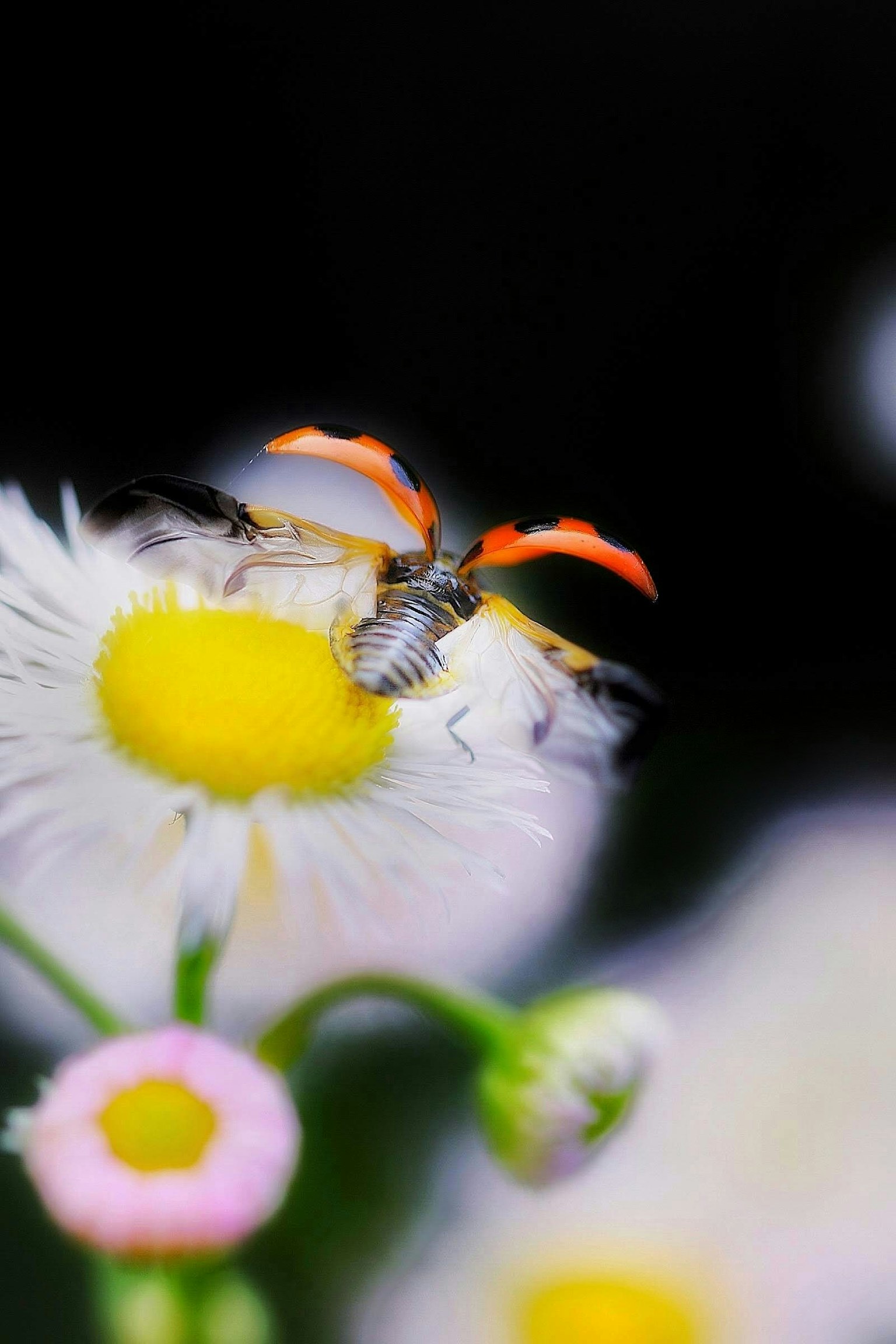 Insecte avec des antennes orange posé sur le centre d'une fleur blanche