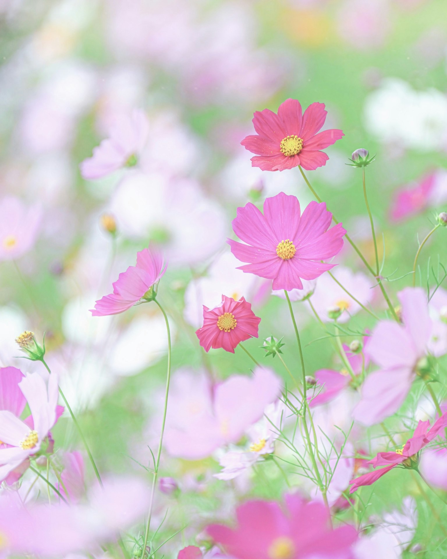 Colorful cosmos flowers blooming in a soft focus landscape