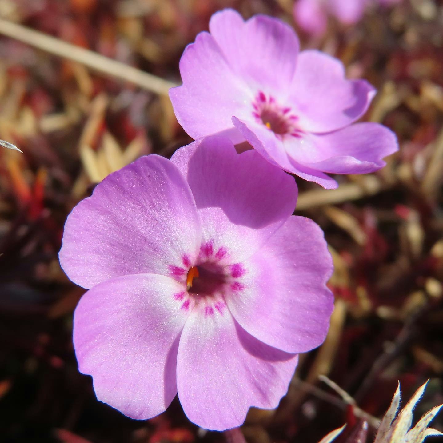 ピンクの花が咲く花壇のクローズアップ
