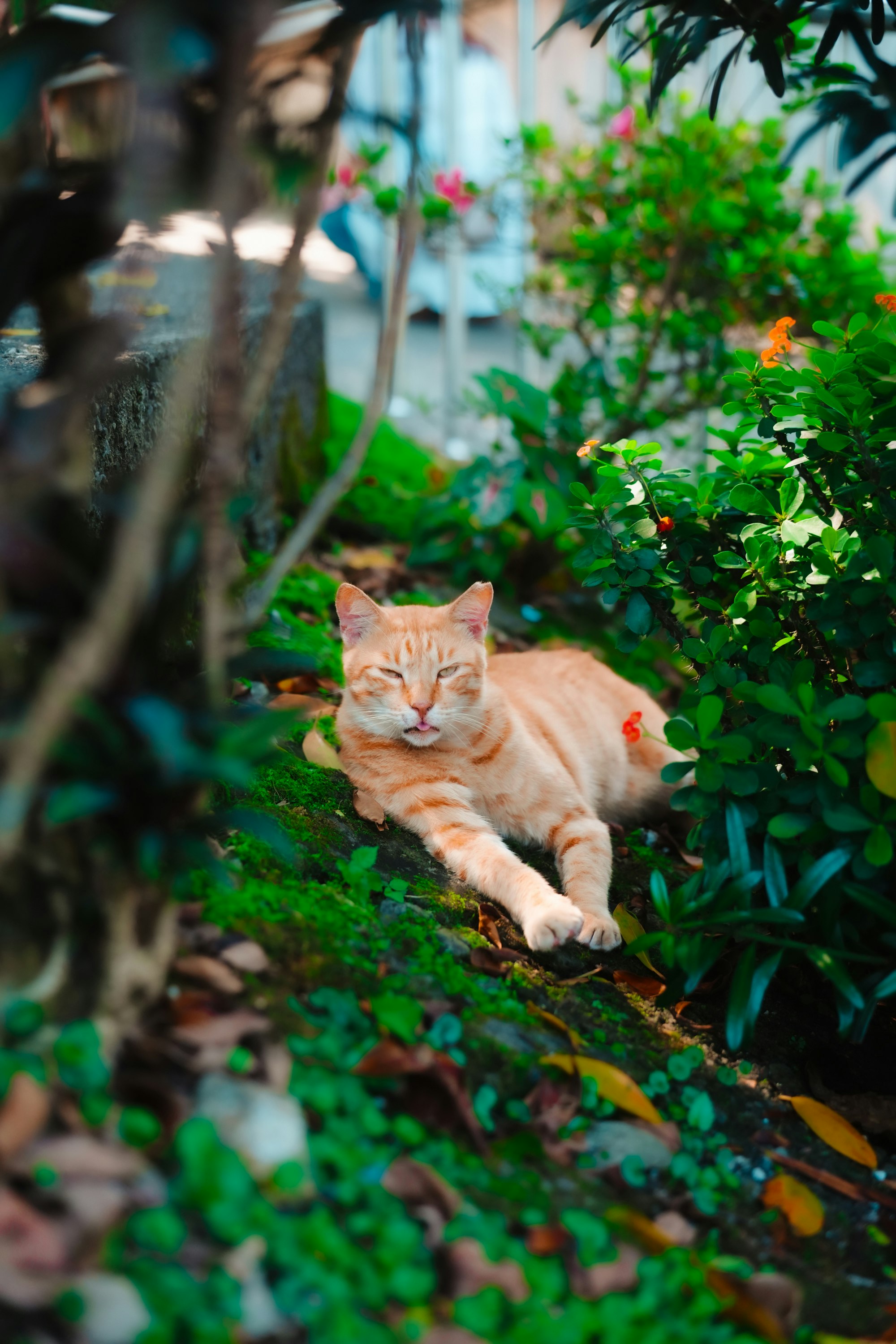 緑の茂みの中でくつろぐオレンジ猫