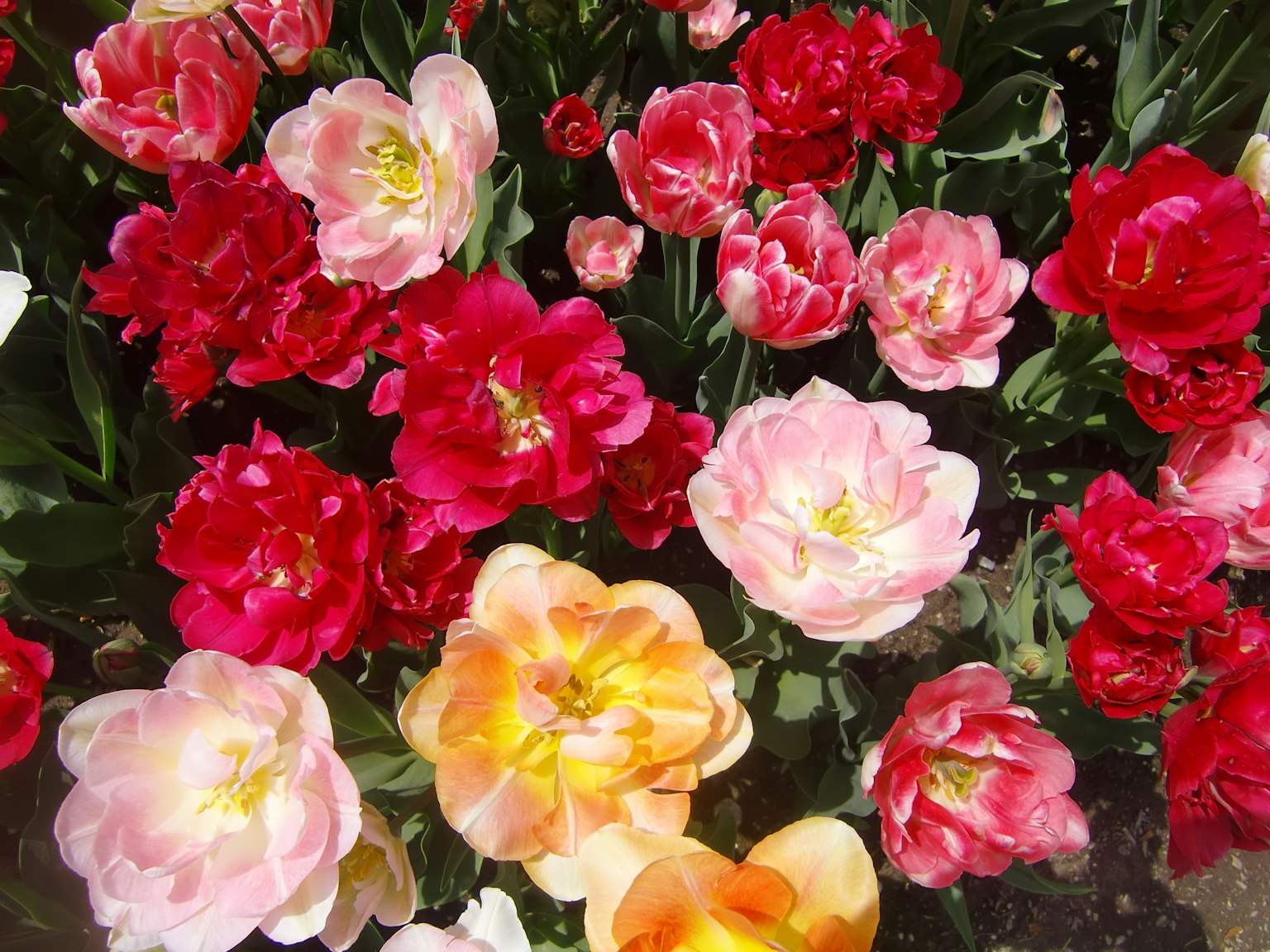 Beragam warna tulip yang cerah mekar di taman