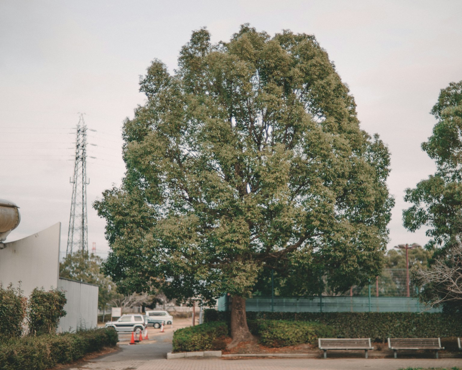 公园里的一棵大树和周围的风景