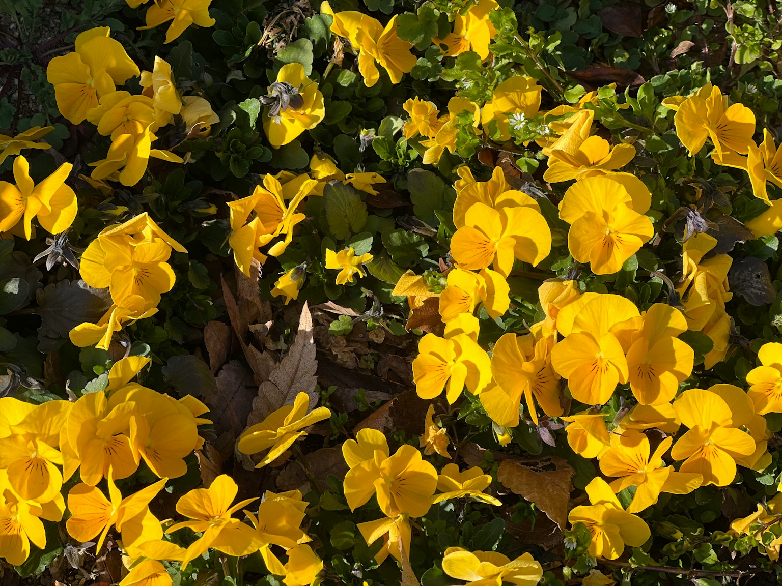 Un vibrante parche de flores amarillas en un jardín