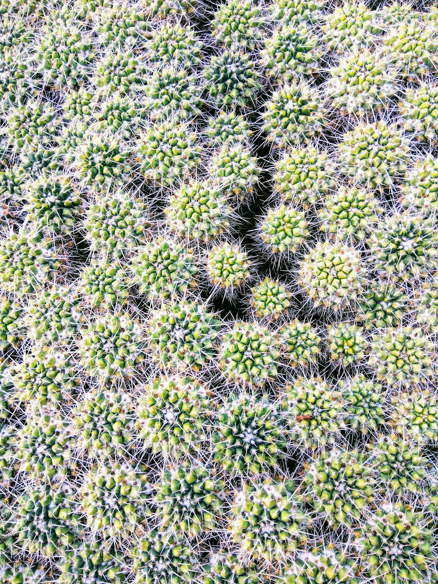 Primo piano di un cactus con numerose spine verdi