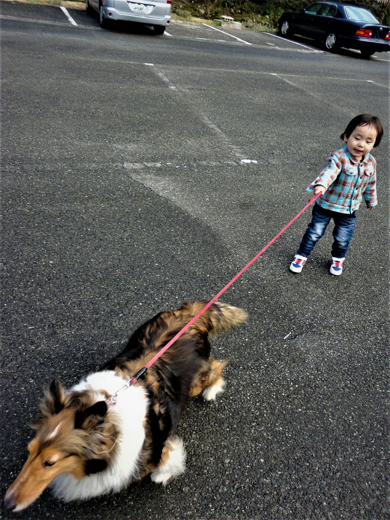 一個孩子在停車場遛一隻柯利犬