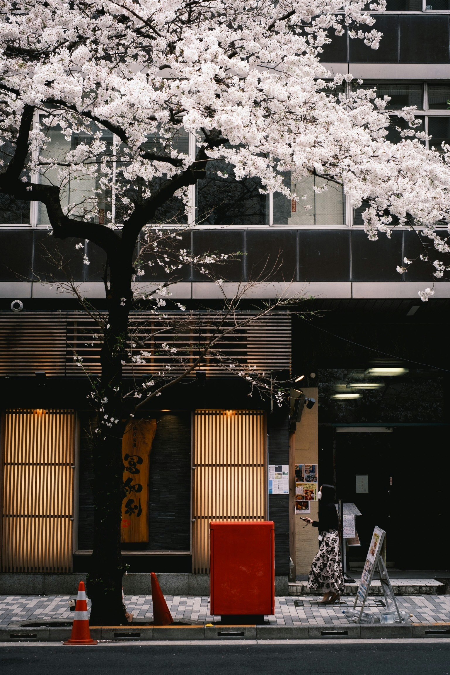 Urban scene with cherry blossom tree and red mailbox