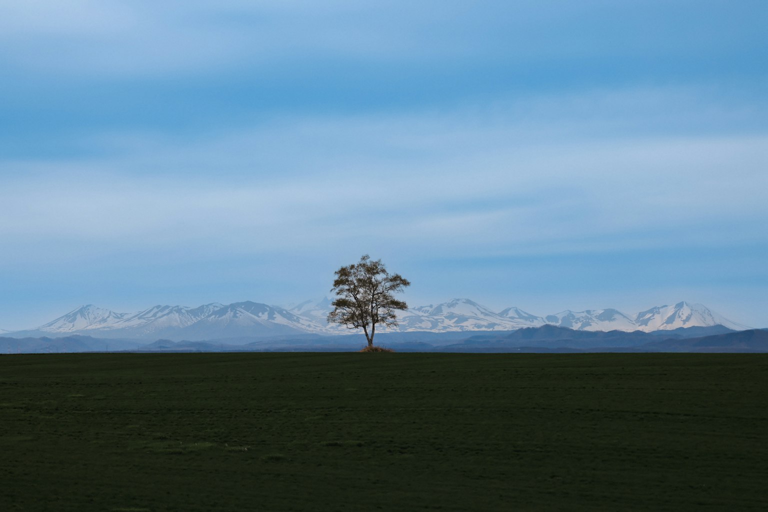 A solitary tree under a blue sky with snow-capped mountains in the background