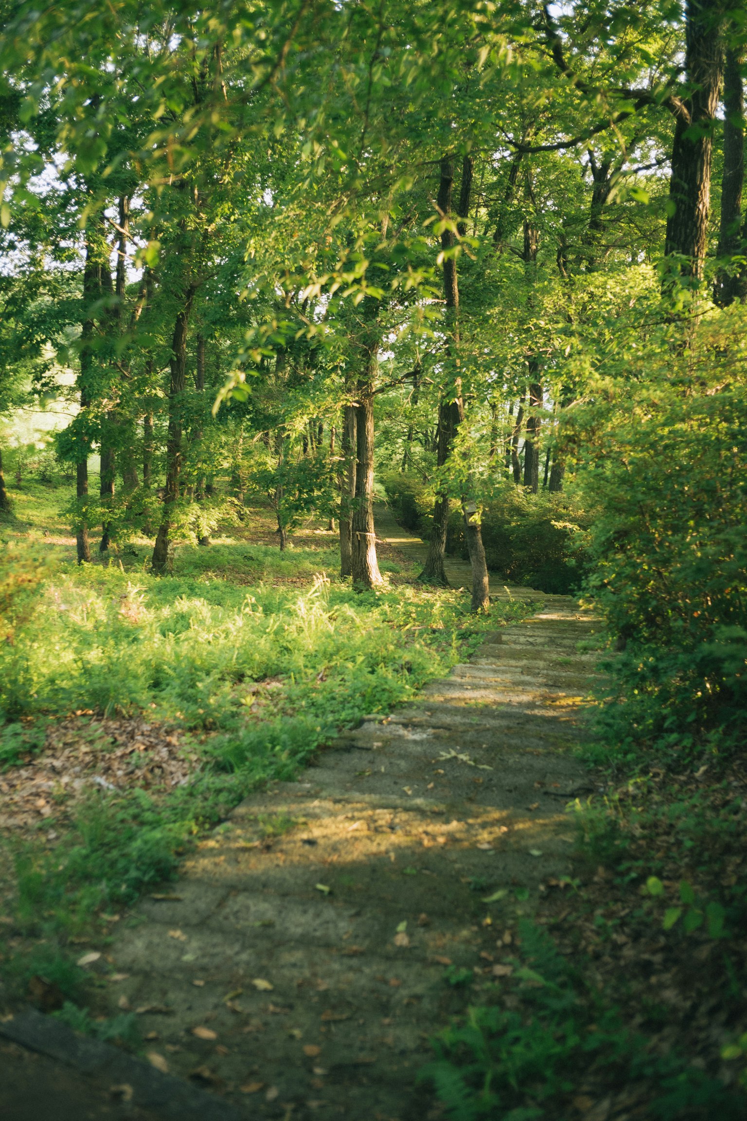 Forest landscape with a pathway surrounded by greenery