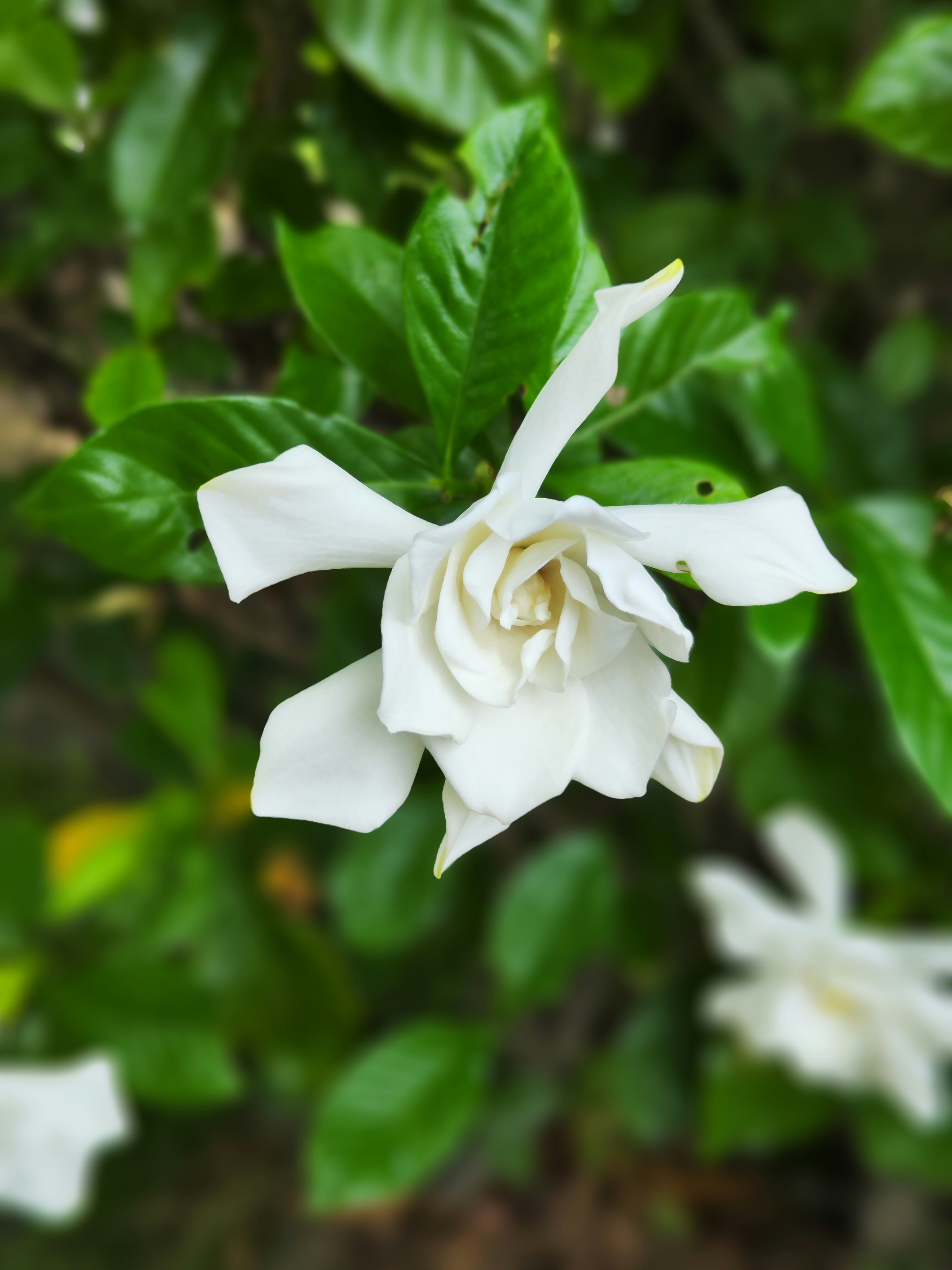 緑の葉の中で咲く白い花