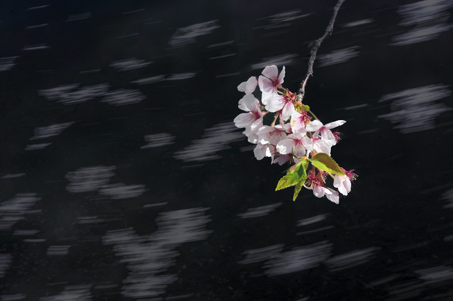 Schönes Bild von weißen Kirschblüten vor einem fließenden Hintergrund