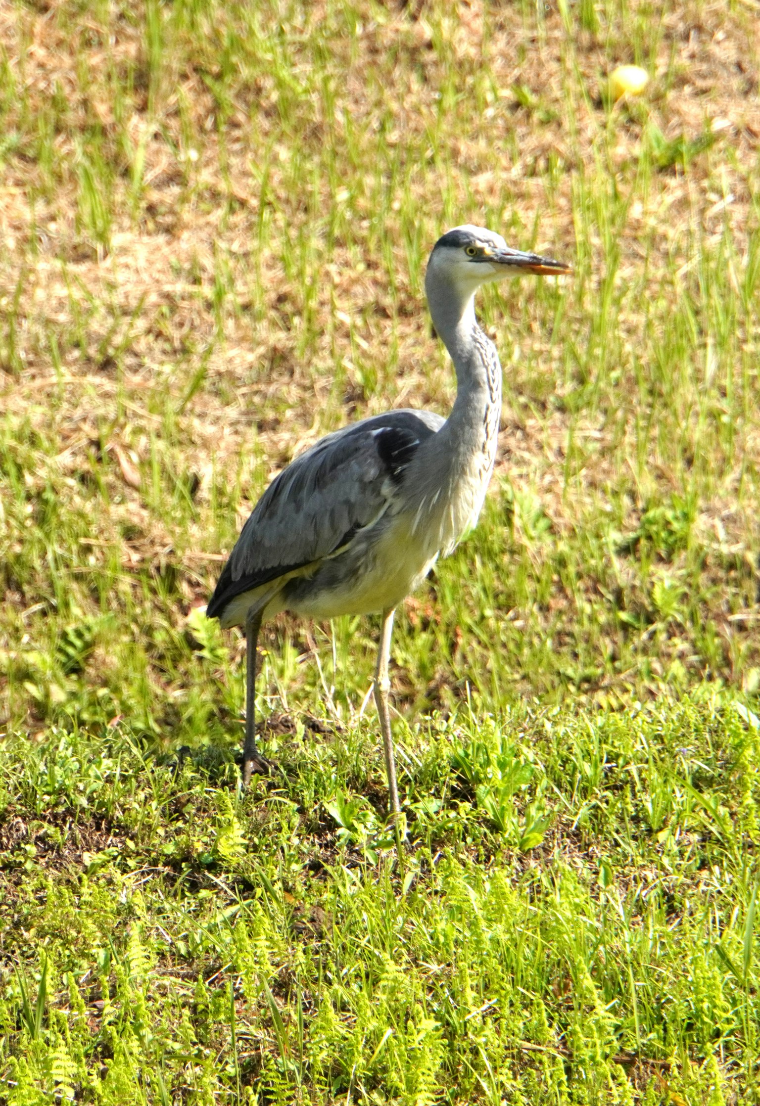 Un airone grigio in piedi in un'area erbosa