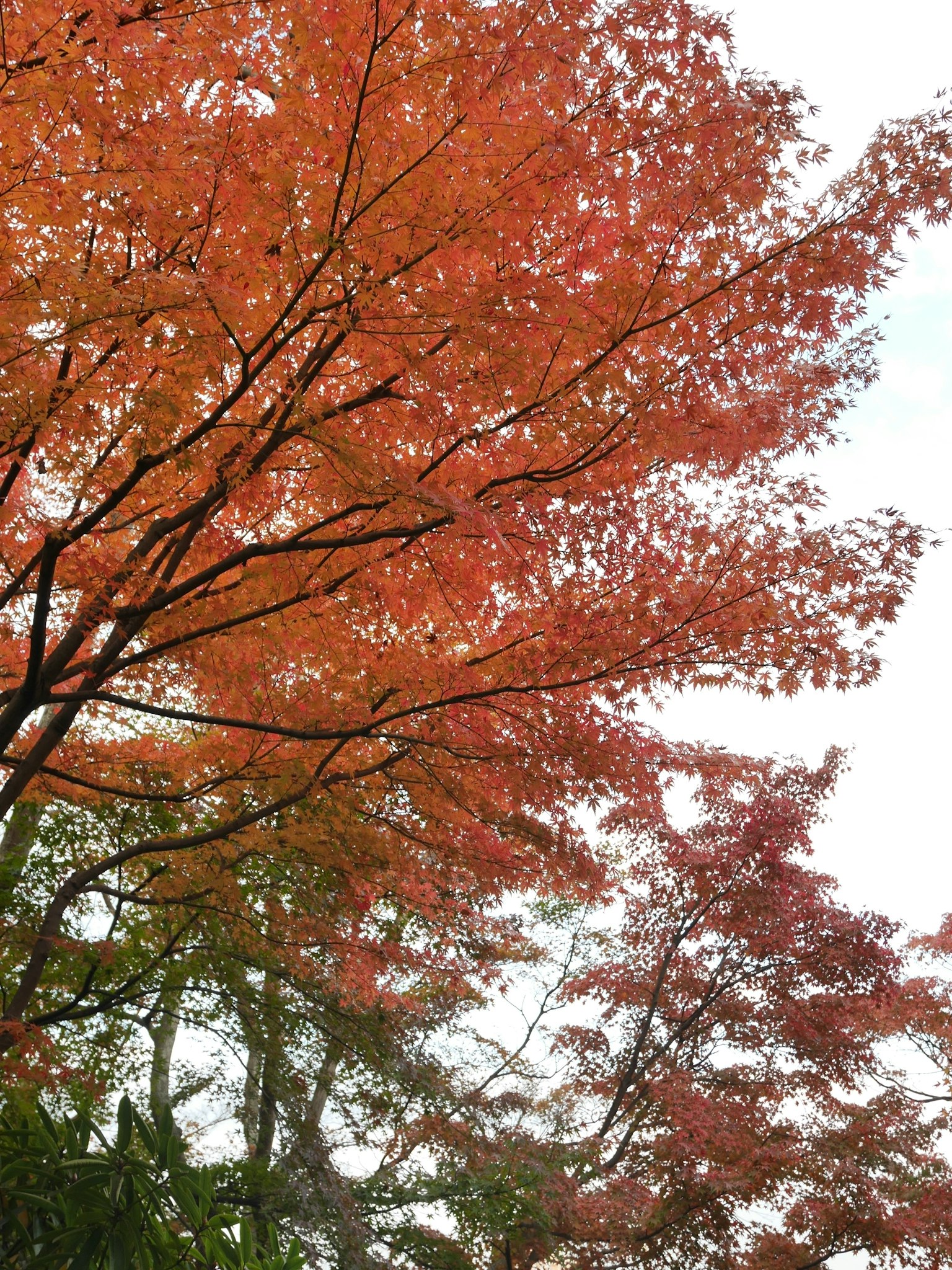 Vibrant autumn foliage with red leaves on branches
